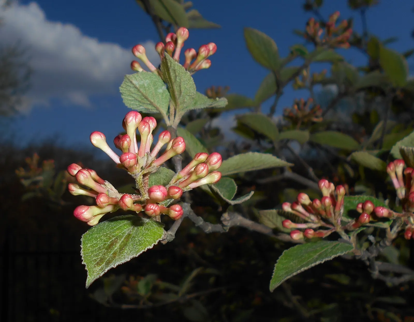 Korean Spice Viburnum (Viburnum Carlesii) — it can be used as a specimen plant