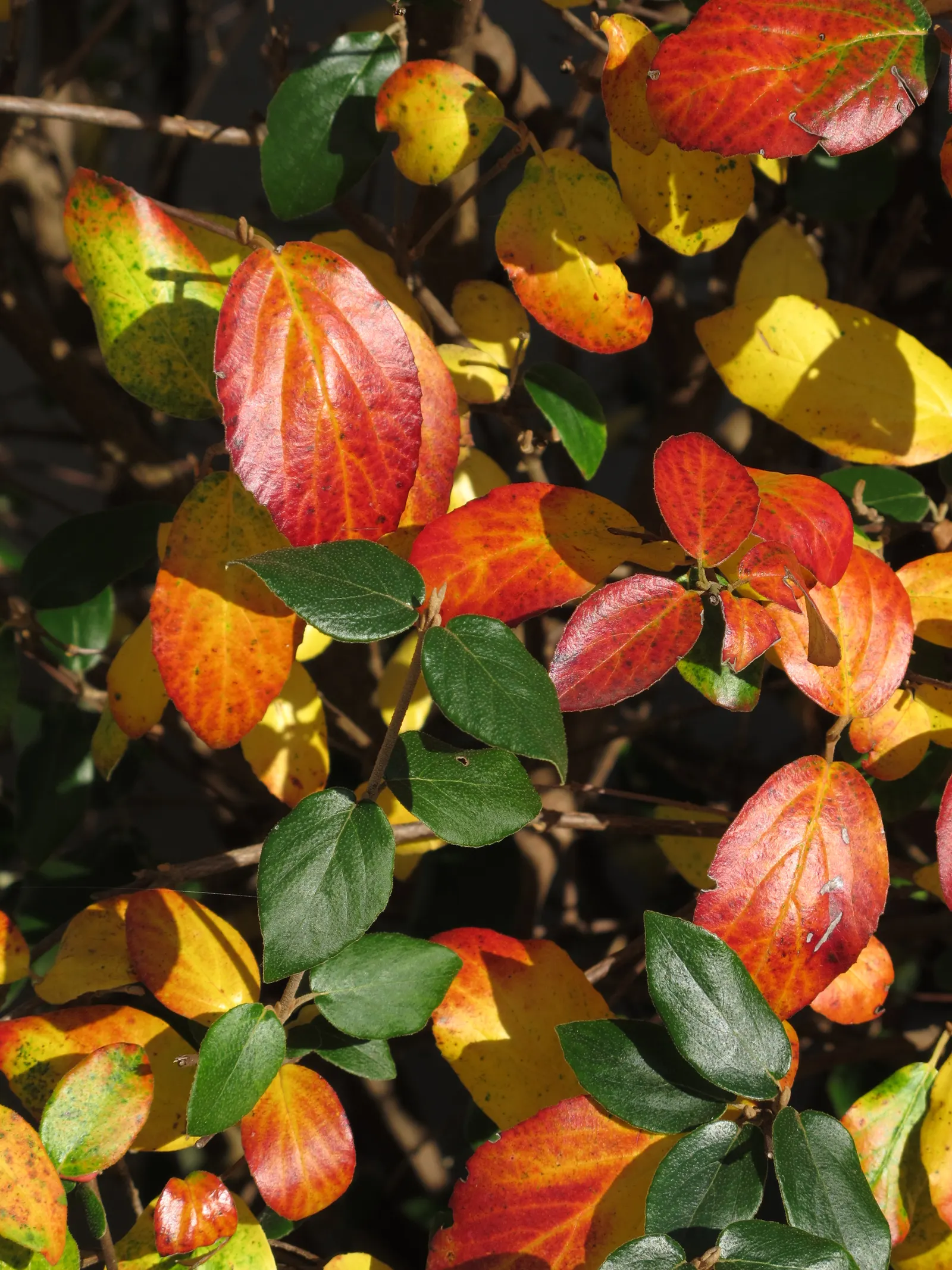 Korean Spice Viburnum (Viburnum Carlesii) — that adorn the shrub in spring; typically reaching a height of 4 to 6 feet with an equal spread