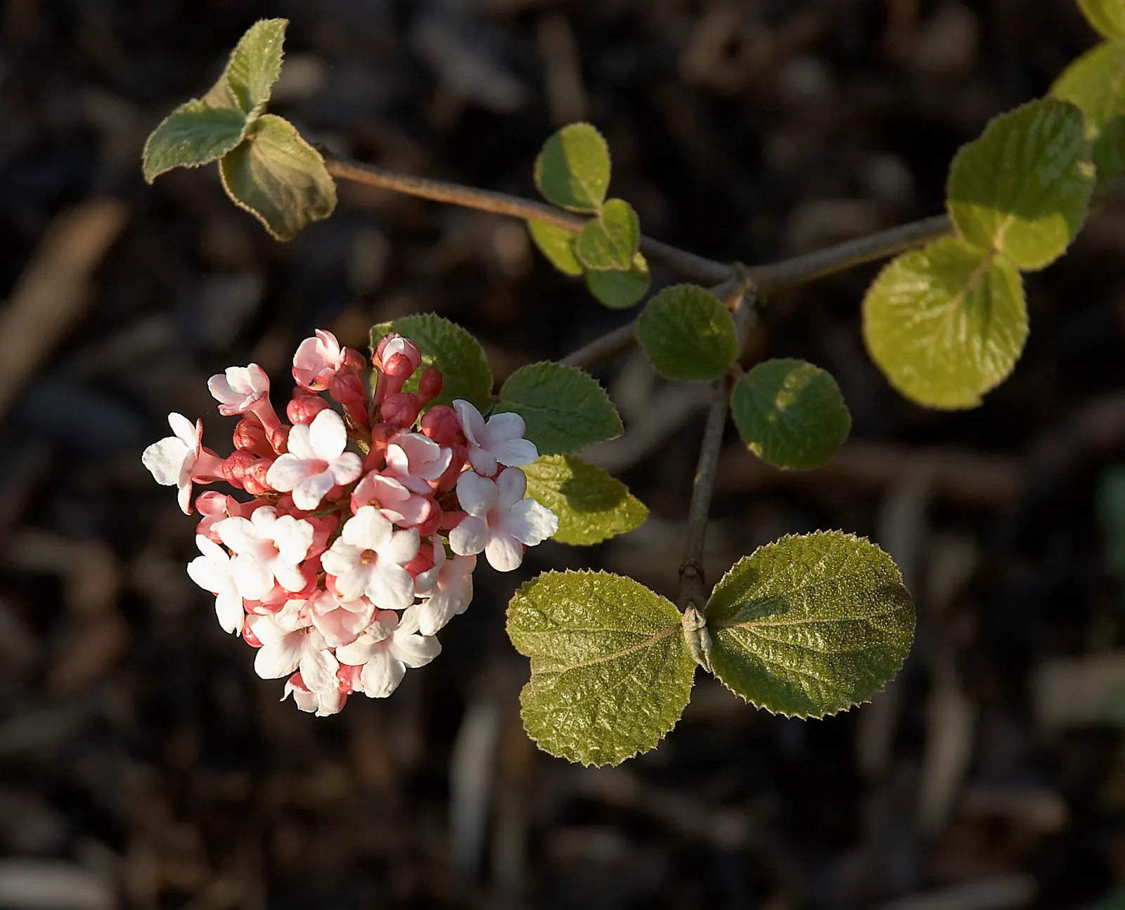 Korean Spice Viburnum (Viburnum Carlesii) — under full sun to partial shade conditions