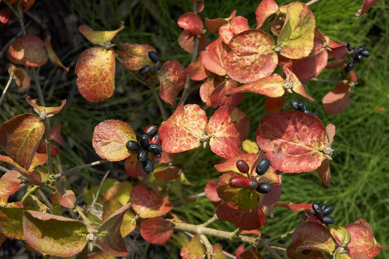 Korean Spice Viburnum (Viburnum Carlesii) — Ideal for borders or as a focal point in a sensory garden