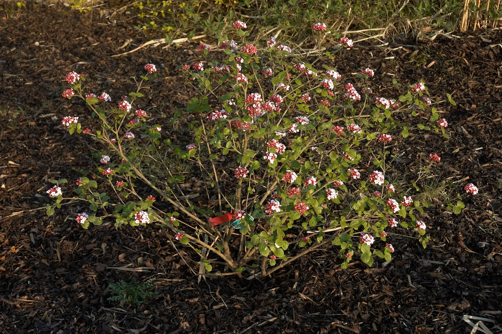 Korean Spice Viburnum (Viburnum Carlesii) — providing a rich tapestry of color in the landscape