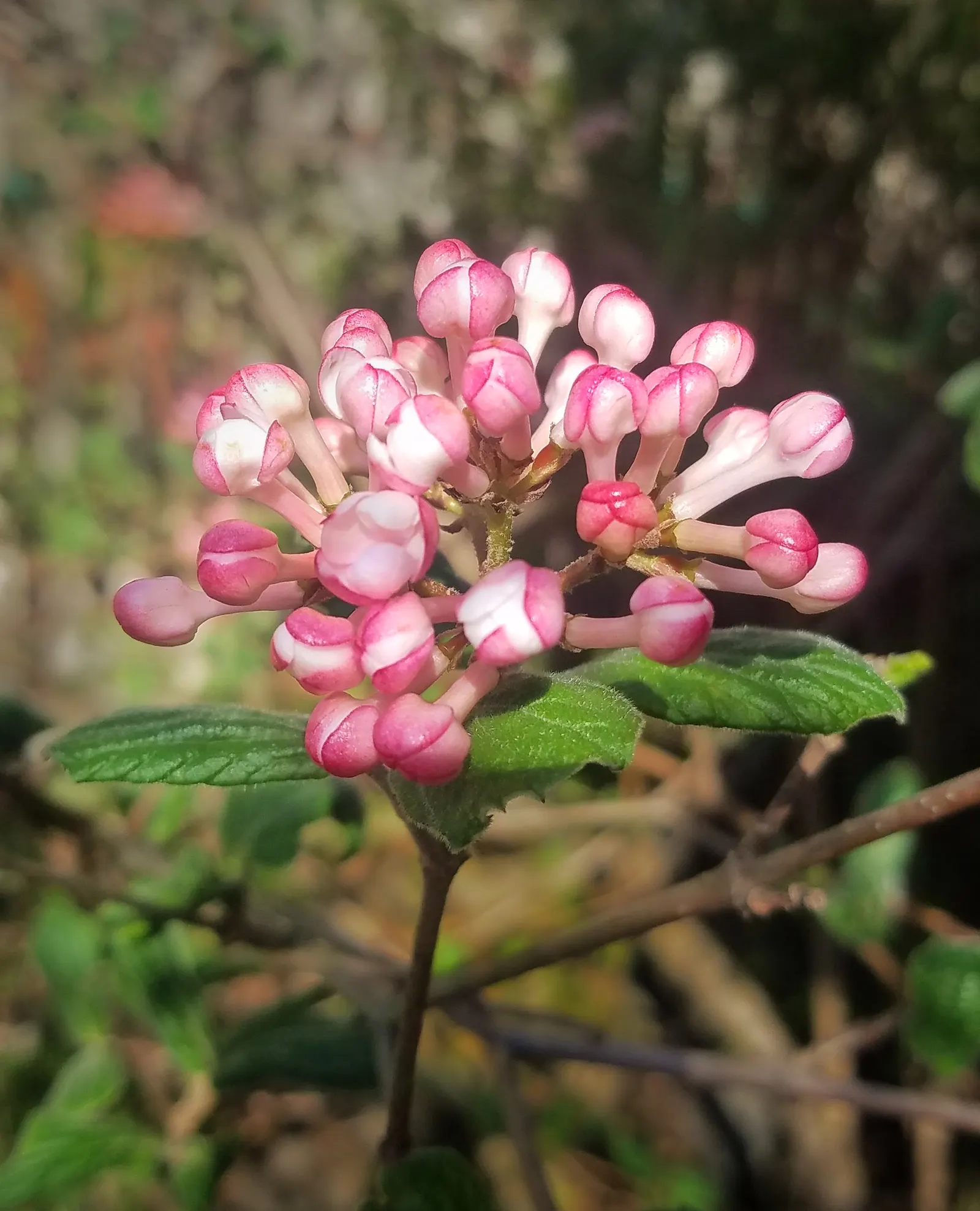 Korean Spice Viburnum (Viburnum Carlesii) — making it an excellent choice for both aesthetic and functional roles within a landscape design; under full sun to
