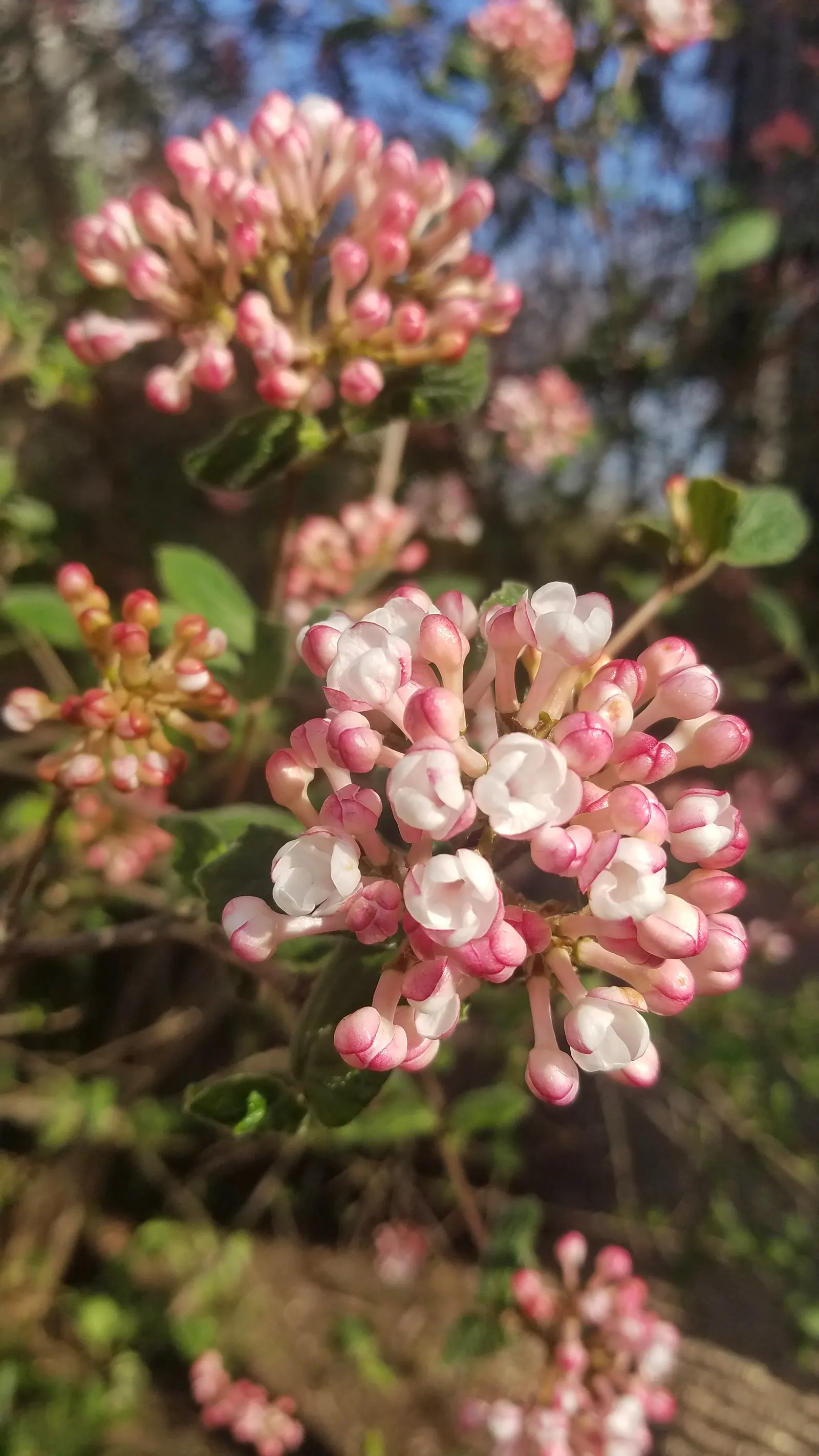 Korean Spice Viburnum (Viburnum Carlesii) — leading to red-to-black fall berries; shrub with white blooms