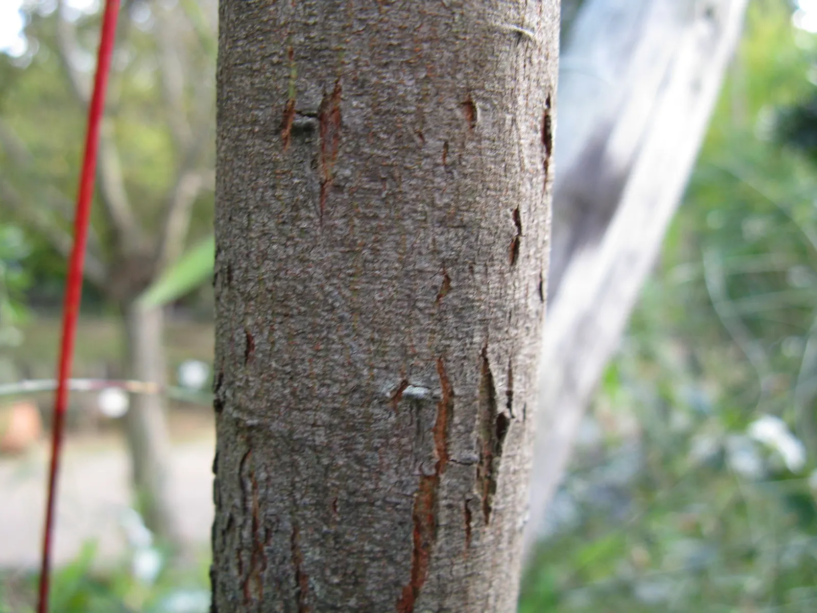 Knife Acacia (Acacia Cultriformis) — typically measuring around 1/2 to 3/4 of an inch in length