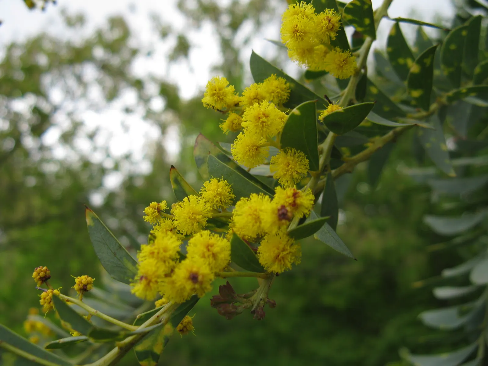 Knife Acacia (Acacia Cultriformis) — The Knife Acacia (Acacia cultriformis) is a striking ornamental