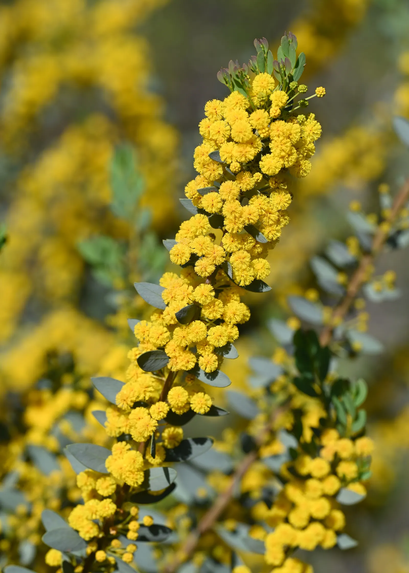 Knife Acacia (Acacia Cultriformis) — adding dynamic life to the garden.<br><br>The Knife Acacia is hardy in USDA zones 9 through 11