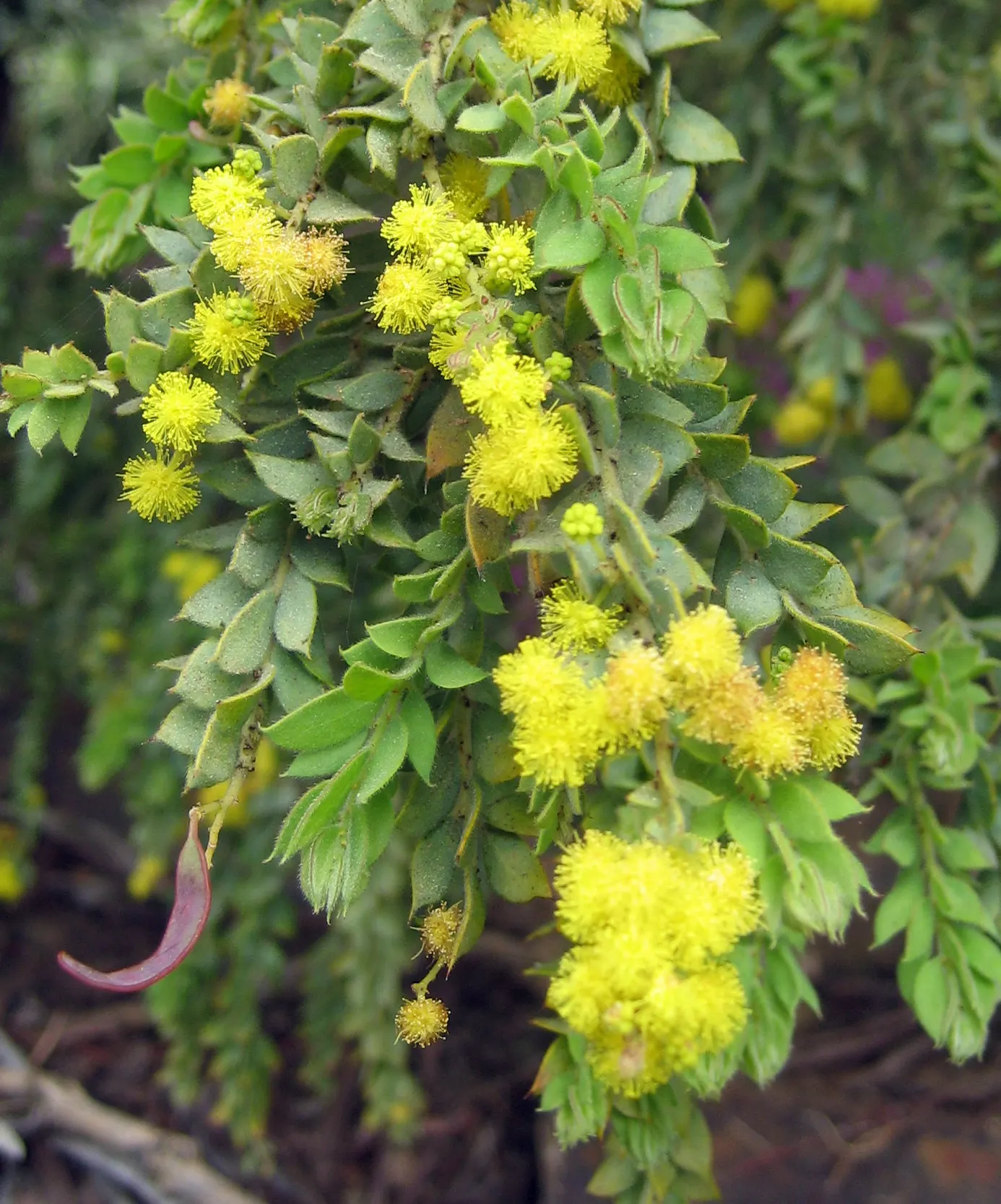 Knife Acacia (Acacia Cultriformis) — Its springtime blooms consist of fragrant, golden-yellow flowers that attract pollinators