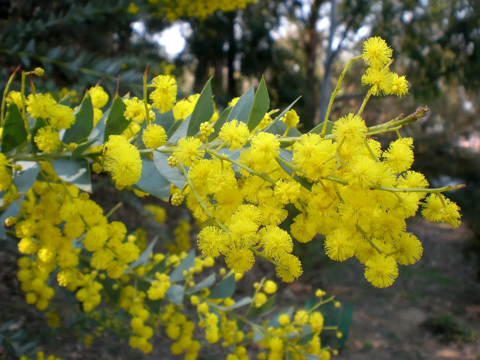 Knife Acacia (Acacia Cultriformis) — This drought-tolerant evergreen can reach 10 to 15 feet in height and width