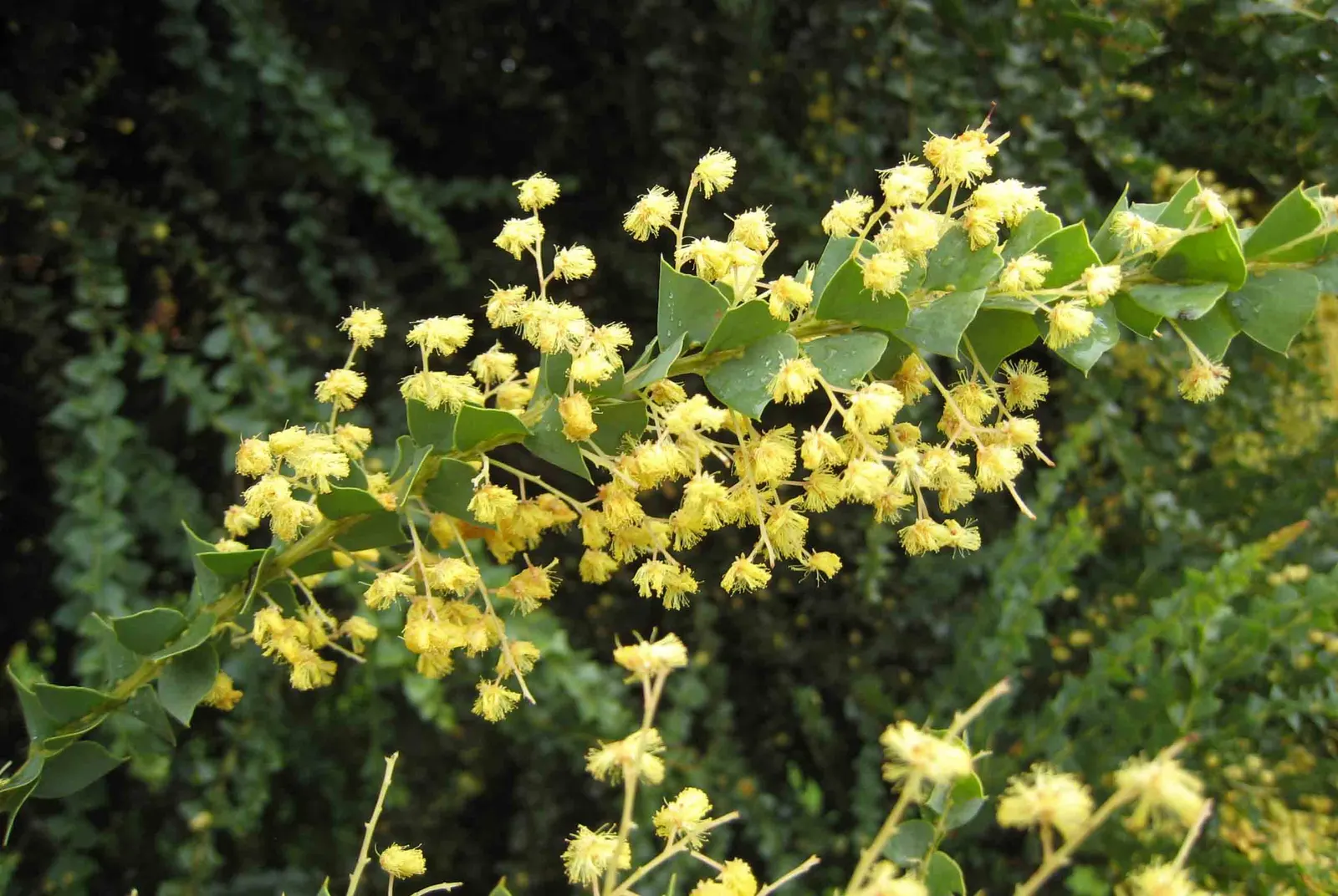 Knife Acacia (Acacia Cultriformis) — adding texture and color to arid landscapes