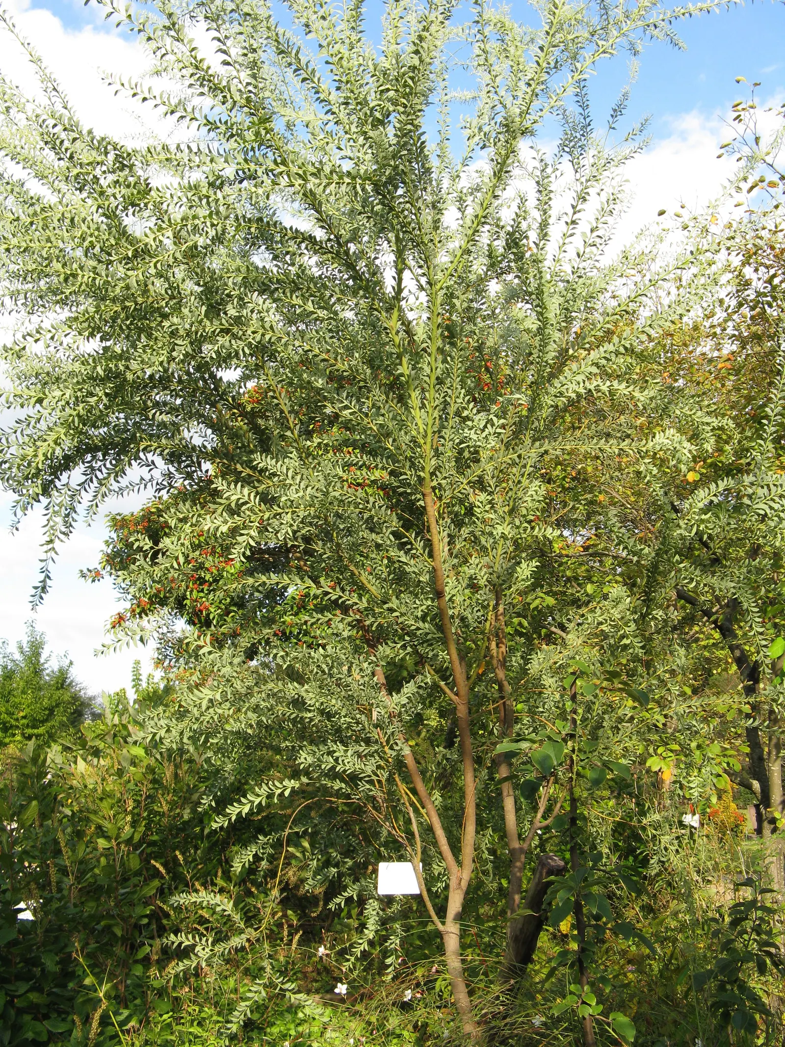Knife Acacia (Acacia Cultriformis) — knife-shaped gray-green foliage which adds textural contrast and year-round interest to gardens
