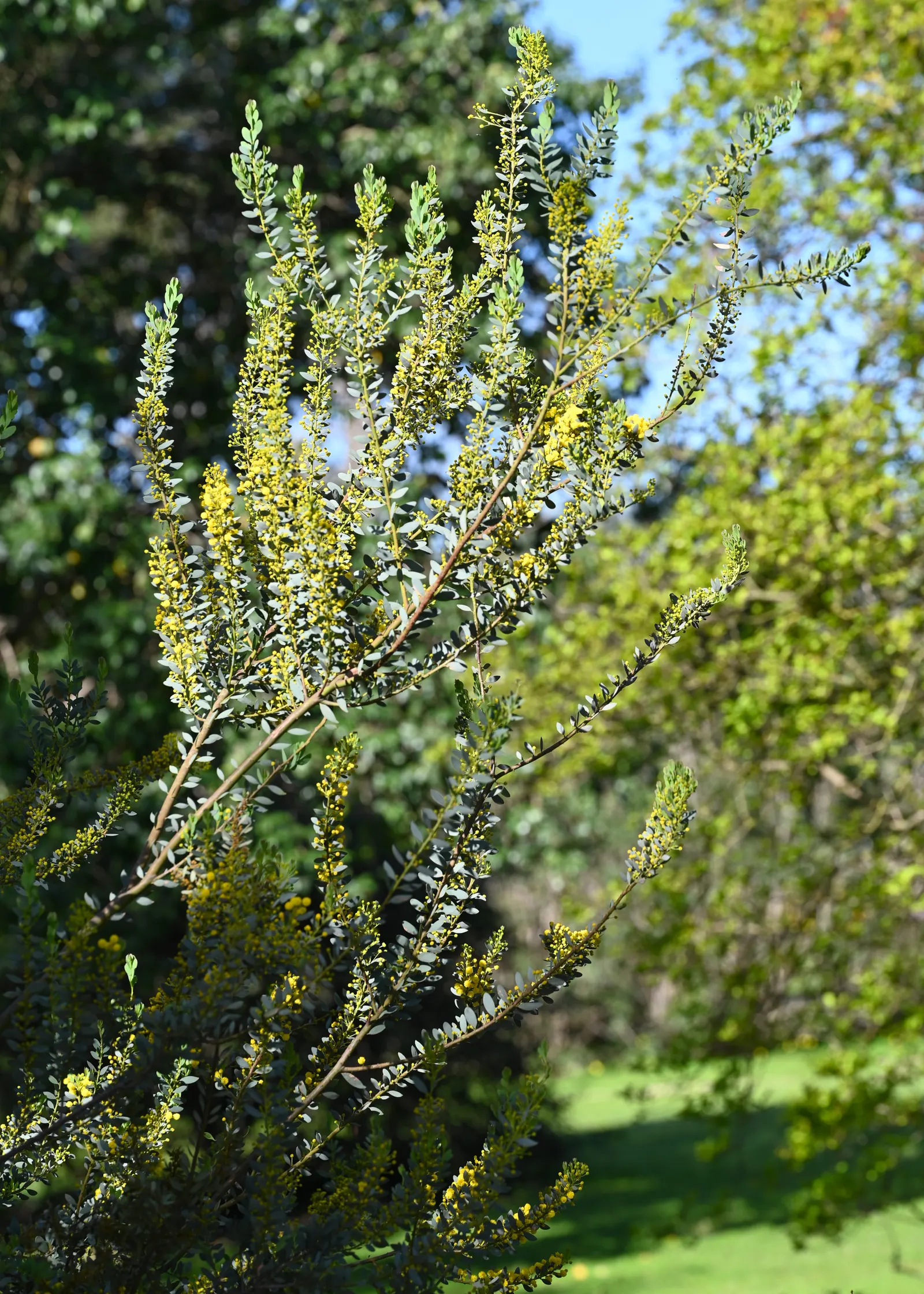 Knife Acacia (Acacia Cultriformis) — These aromatic blossoms attract an array of pollinators