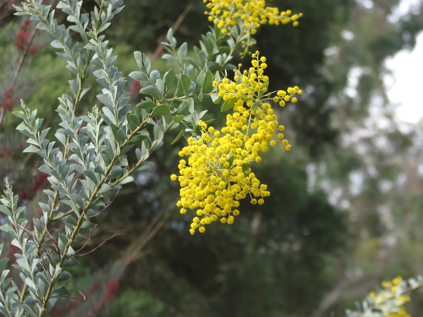 Knife Acacia (Acacia Cultriformis) — each about 1/2 inch in diameter