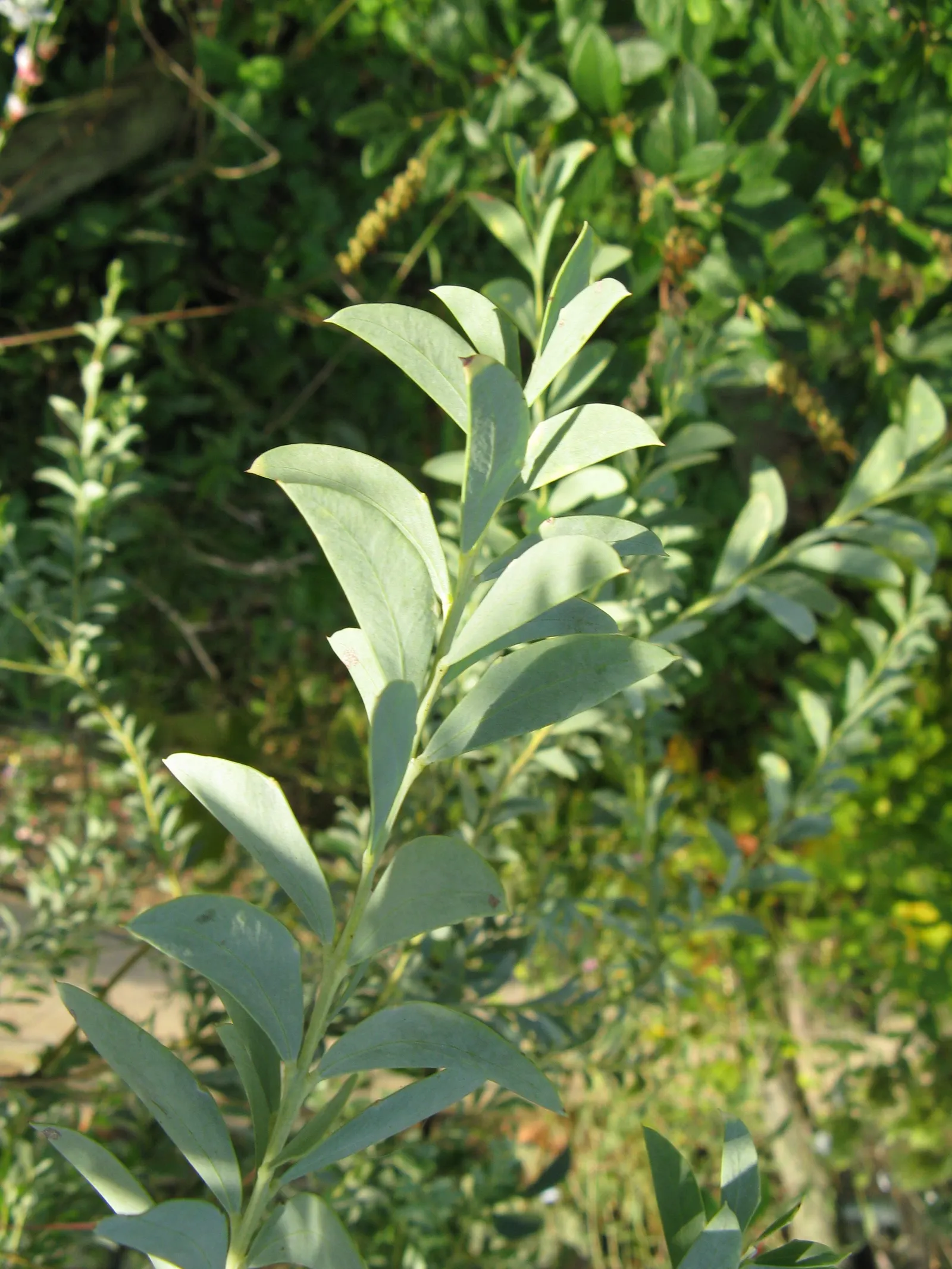 Knife Acacia (Acacia Cultriformis) — airy appearance.<br><br>Reaching an average height of 10 to 15 feet with a similar spread