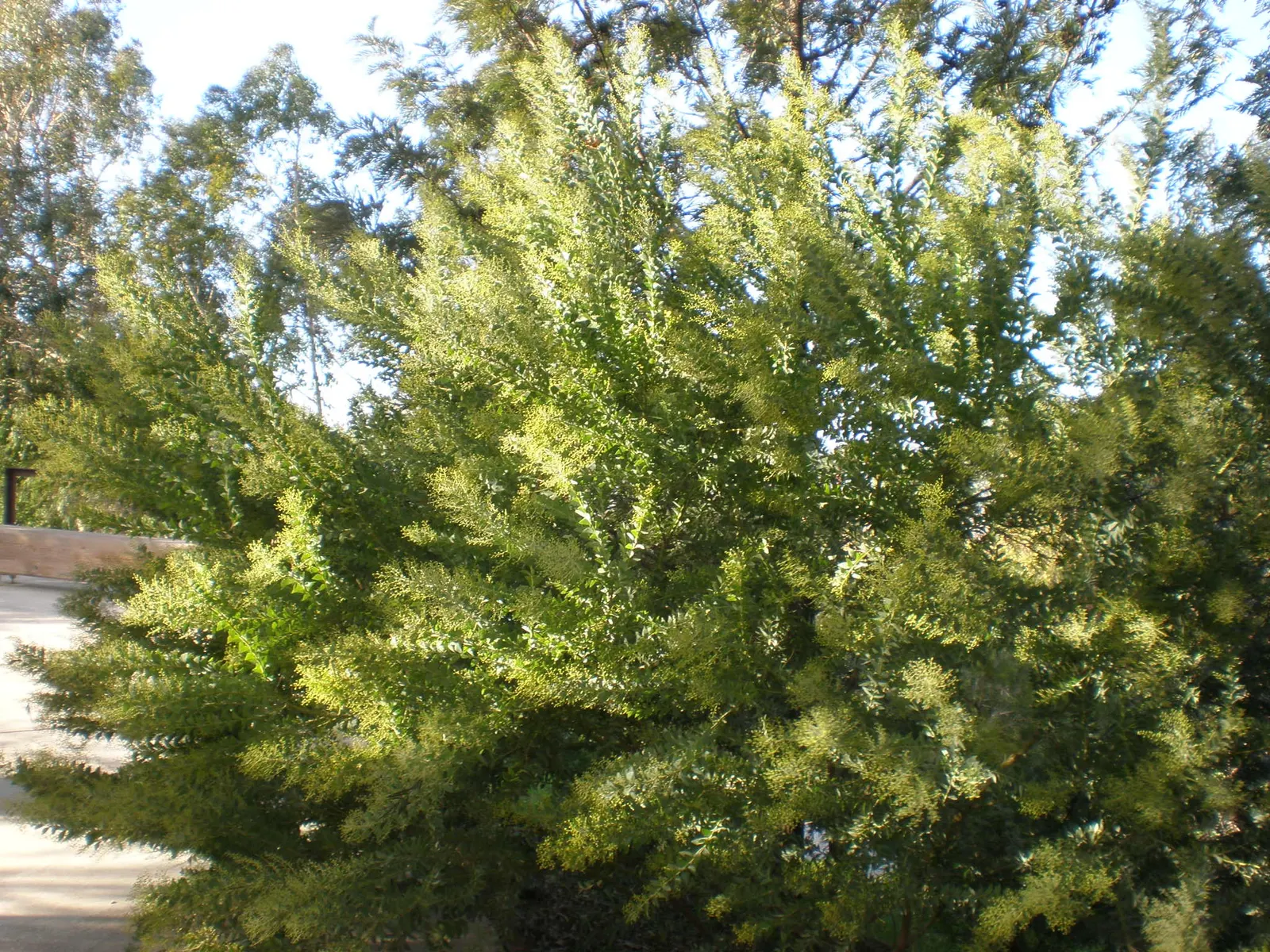 Knife Acacia (Acacia Cultriformis) — This species requires well-draining soil and performs best in full sunlight