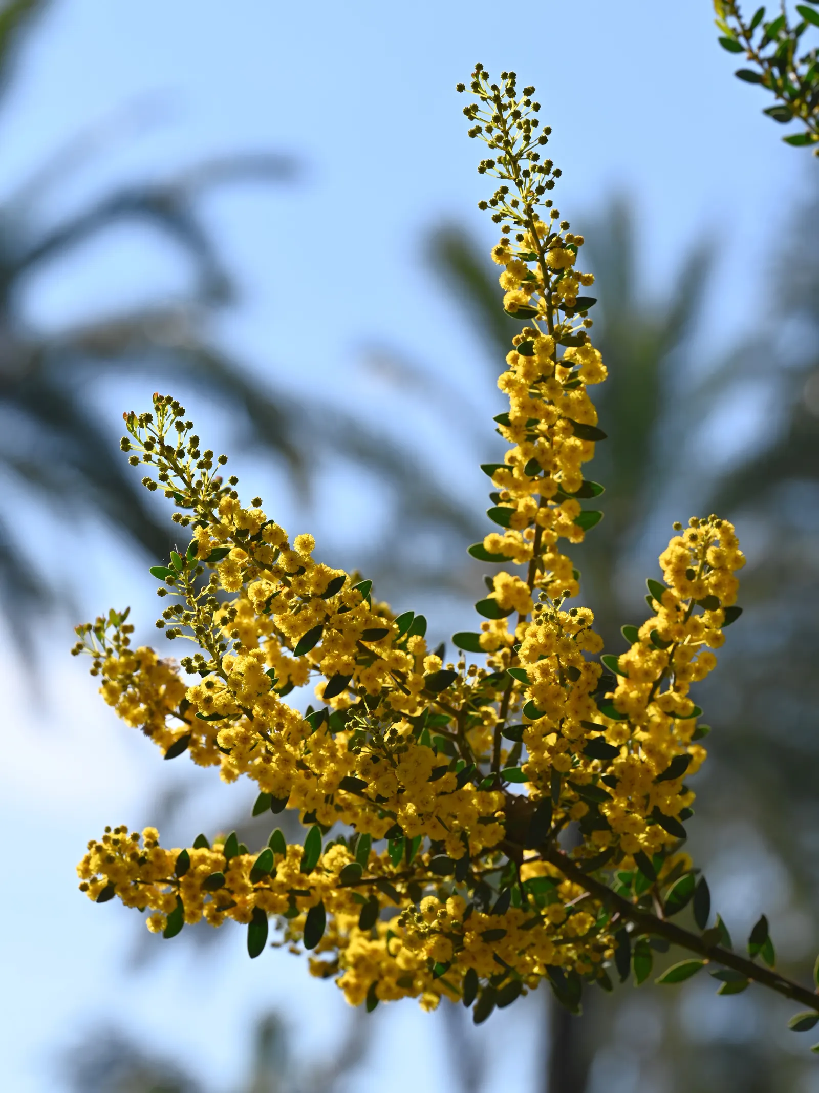 Knife Acacia (Acacia Cultriformis) — demonstrating a notable tolerance for drought once fully established