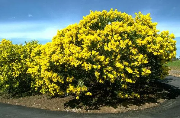 Knife Acacia (Acacia Cultriformis) — are neatly arranged along the branches