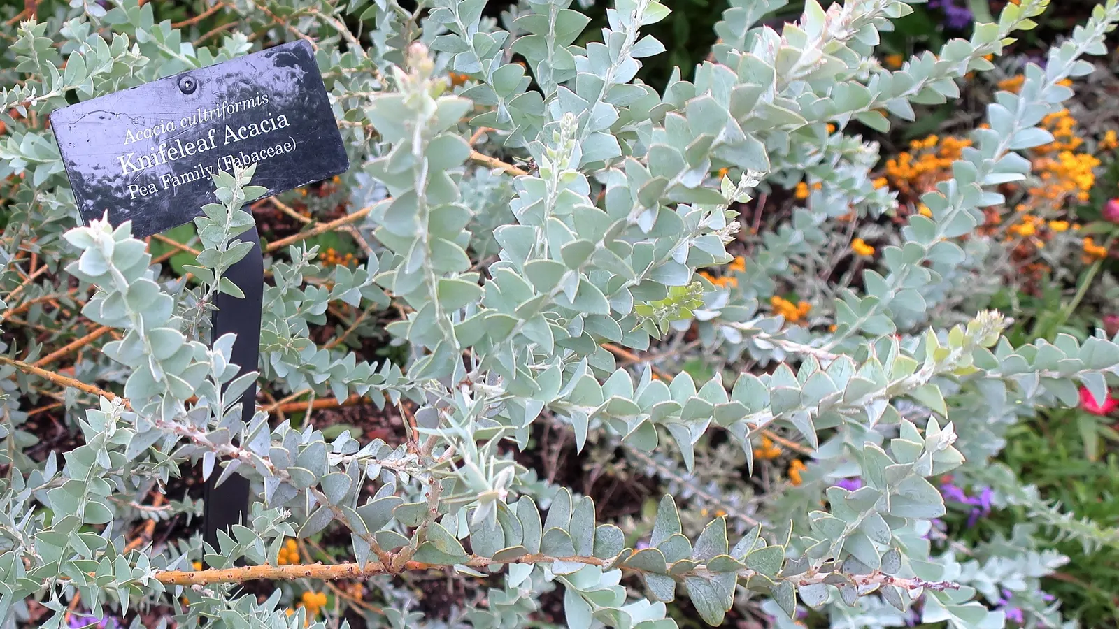 Knife Acacia (Acacia Cultriformis) — the Knife Acacia forms a naturally rounded