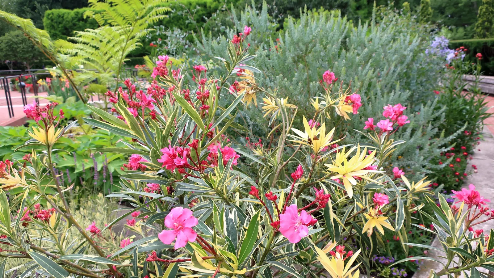 Knife Acacia (Acacia Cultriformis) — it comes alive with a profusion of bright yellow