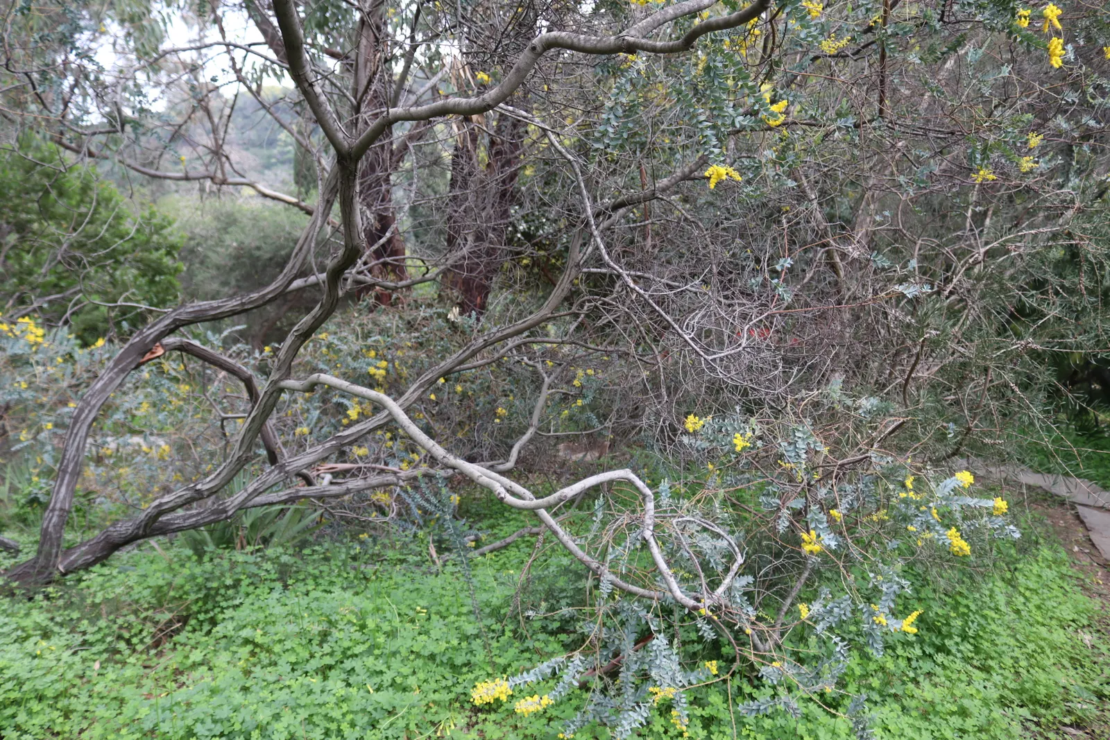 Knife Acacia (Acacia Cultriformis) — This Australian native is particularly lauded for its unique