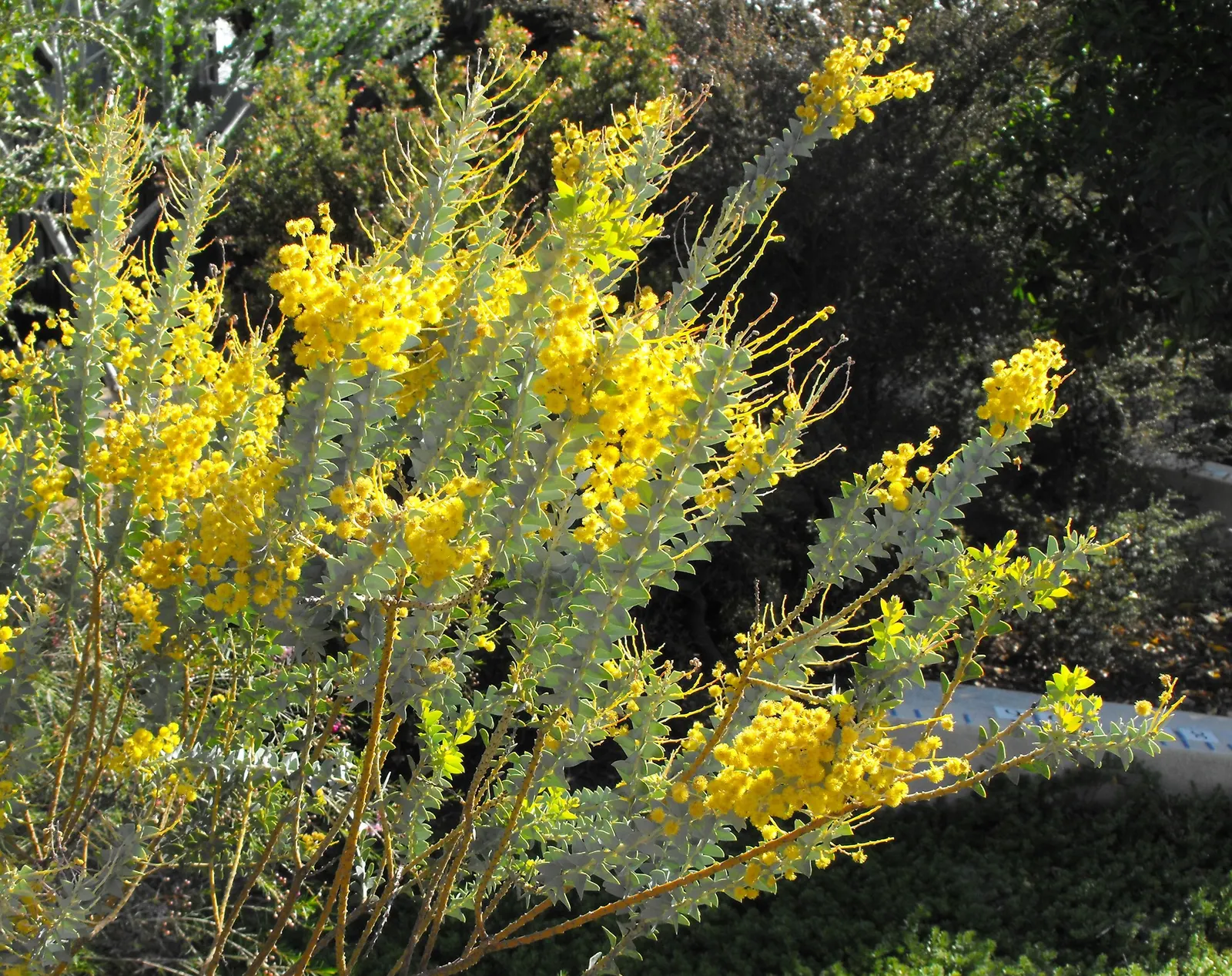 Knife Acacia (Acacia Cultriformis) — scientifically known as Acacia cultriformis