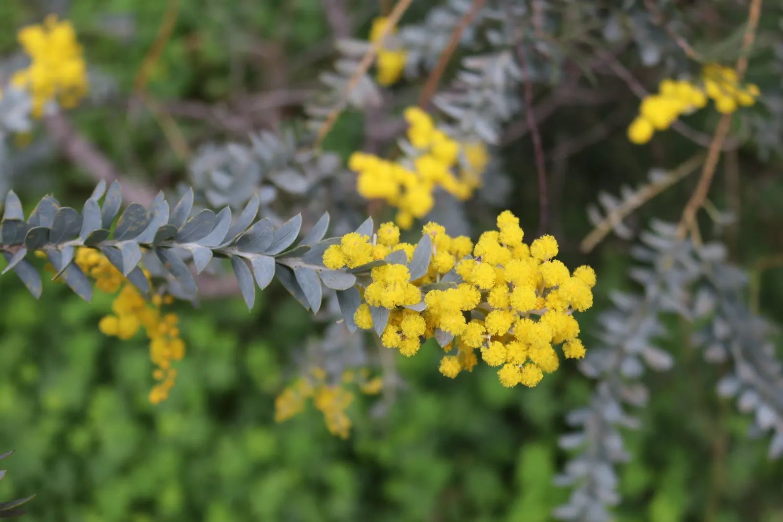 Knife Acacia (Acacia Cultriformis) — presents a distinctive and engaging addition to any landscape design