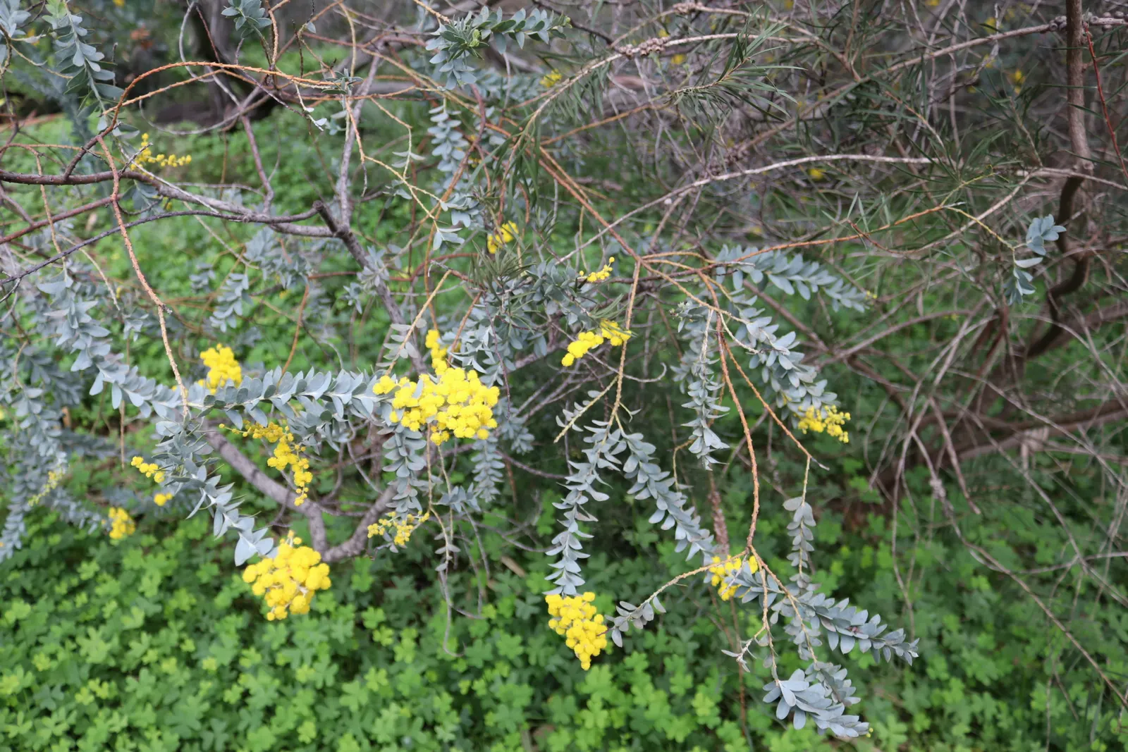 Knife Acacia (Acacia Cultriformis) — featuring silvery-blue foliage with unique triangular