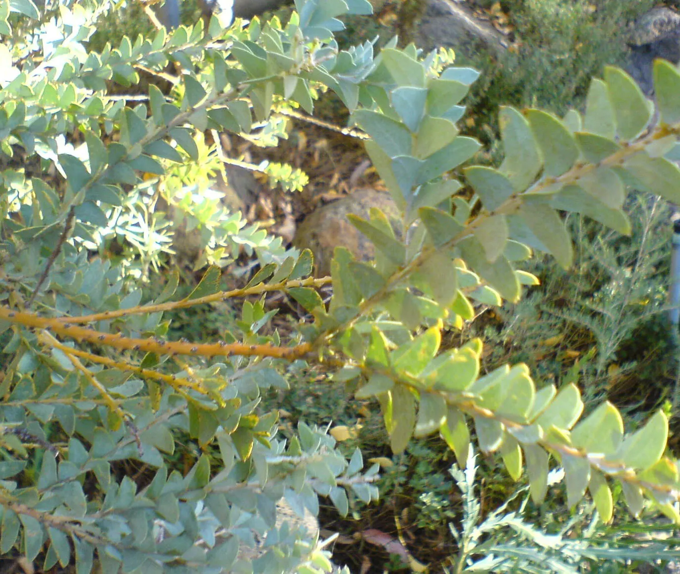 Knife Acacia (Acacia Cultriformis) — it thrives in well-draining soil and full sun