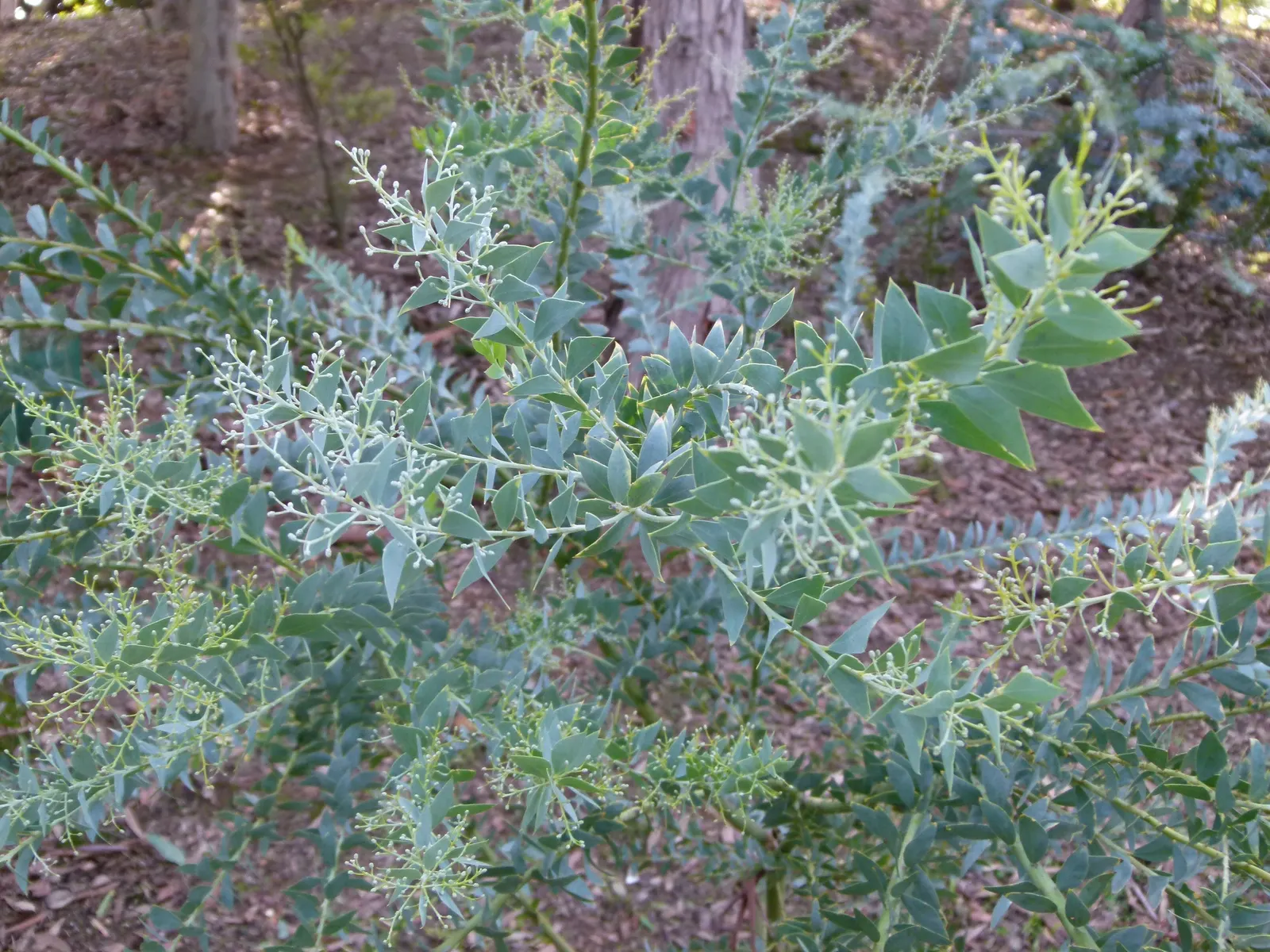 Knife Acacia (Acacia Cultriformis) — creating a dense and eye-catching display