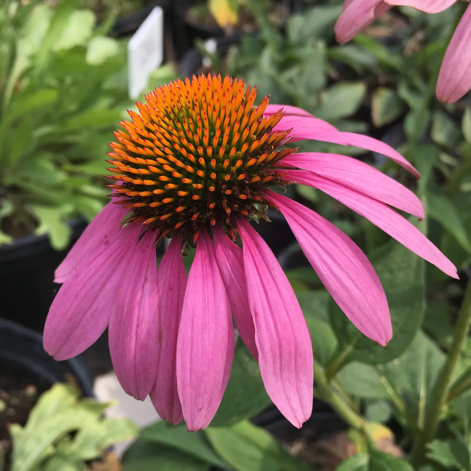 Prairie Splendor Coneflower (Echinacea Purpurea 'Prairie Splendor') — consider its eye-catching flowers for cut arrangements that will bring the charm of your