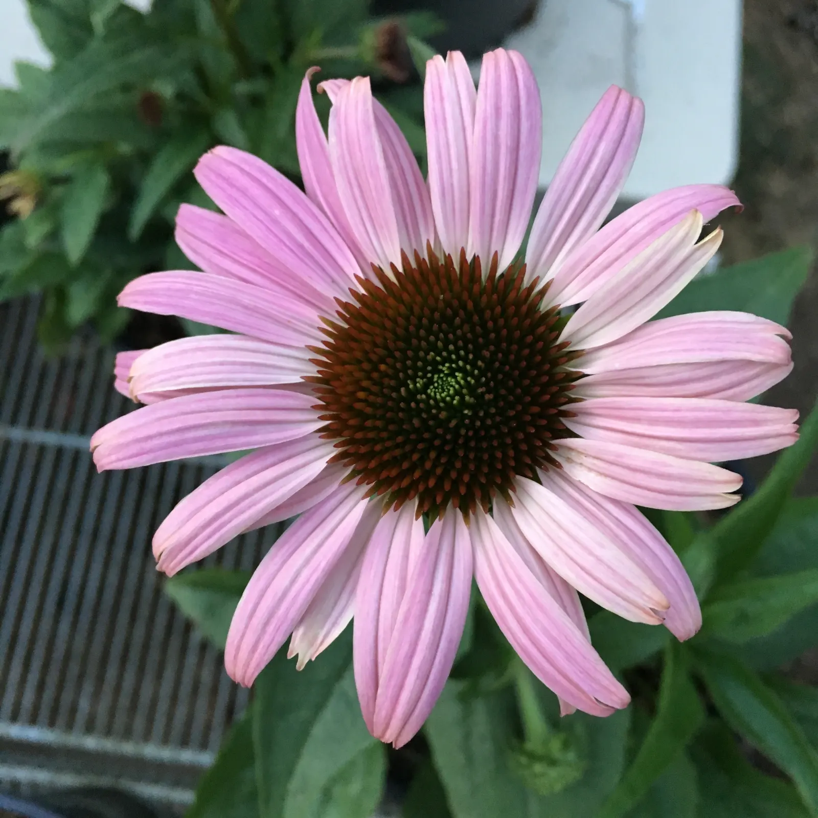 Prairie Splendor Coneflower (Echinacea Purpurea 'Prairie Splendor') — Once the blooms have faded