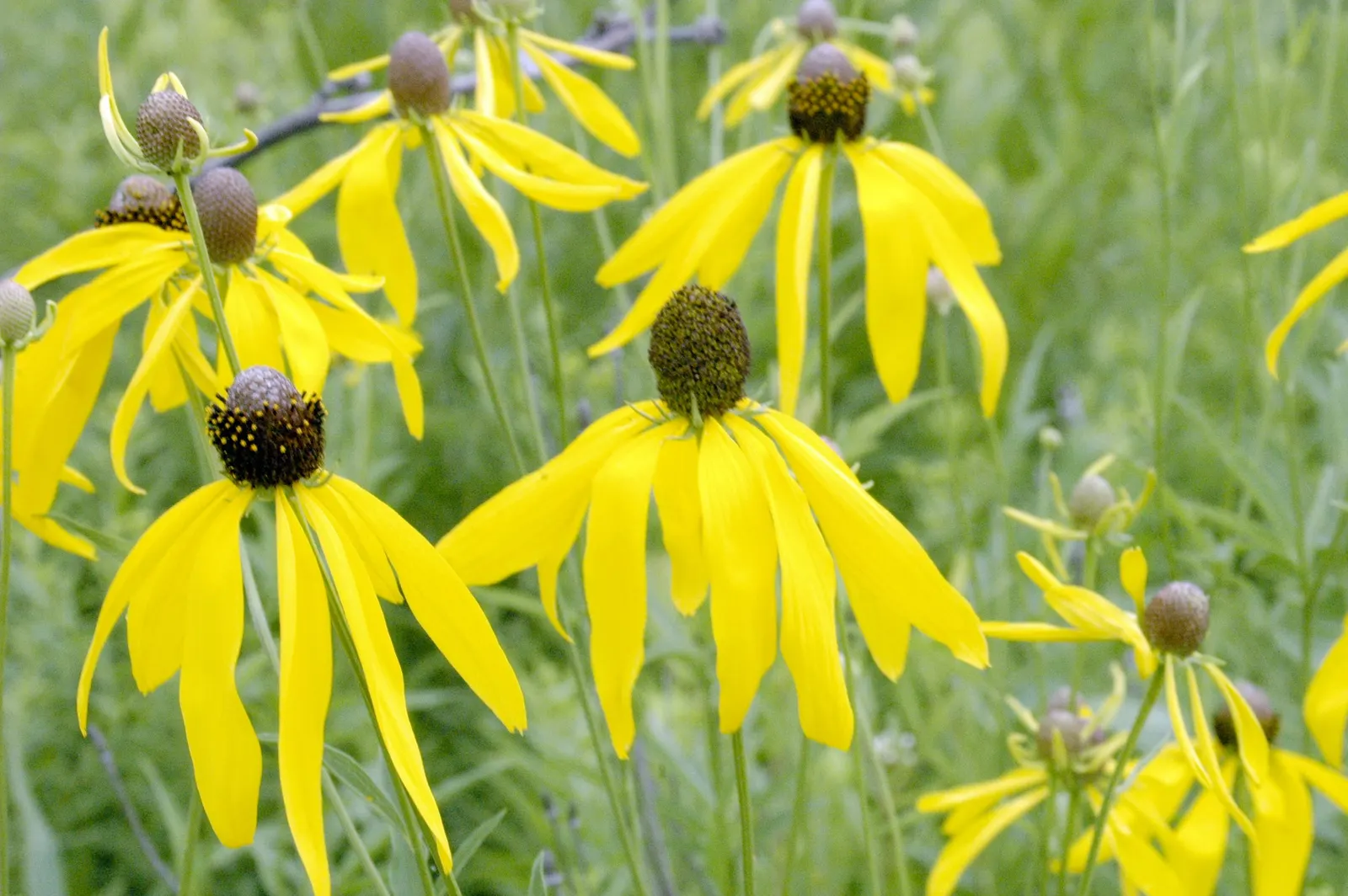 Prairie Splendor Coneflower (Echinacea Purpurea 'Prairie Splendor') — emerge earlier than many other coneflower varieties