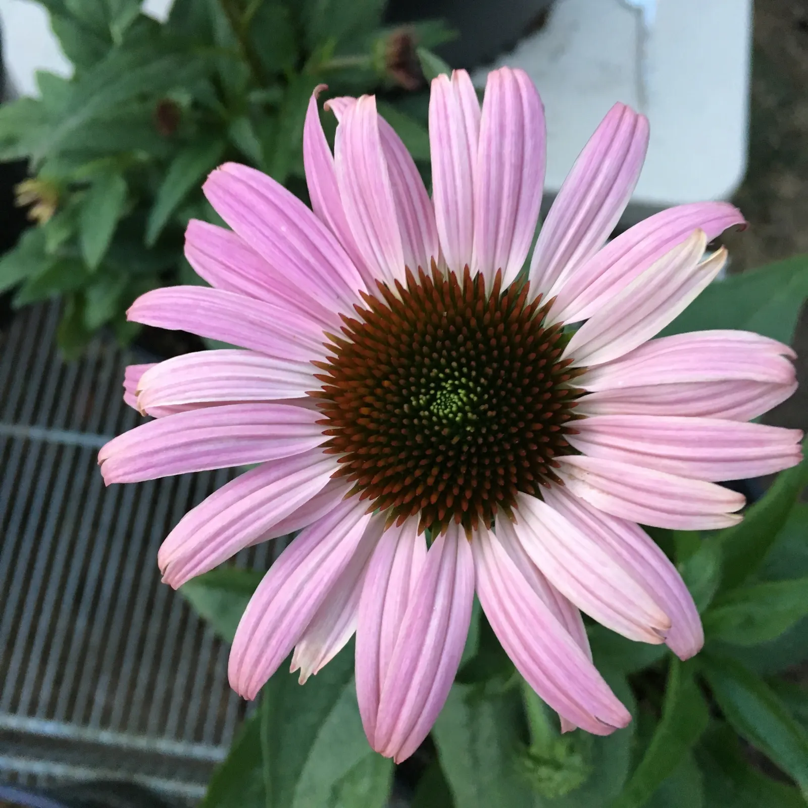 Prairie Splendor Coneflower (Echinacea Purpurea 'Prairie Splendor') — sometimes continuing until the first frost.<br><br>Not only do these flowers provide a