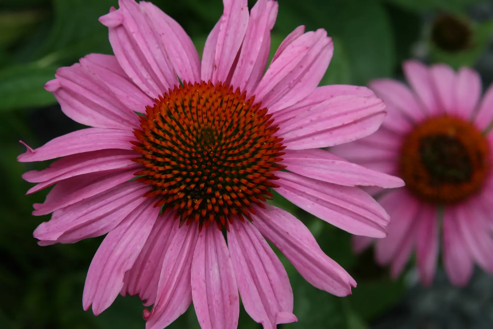 Prairie Splendor Coneflower (Echinacea Purpurea 'Prairie Splendor') — Blooms early summer to fall