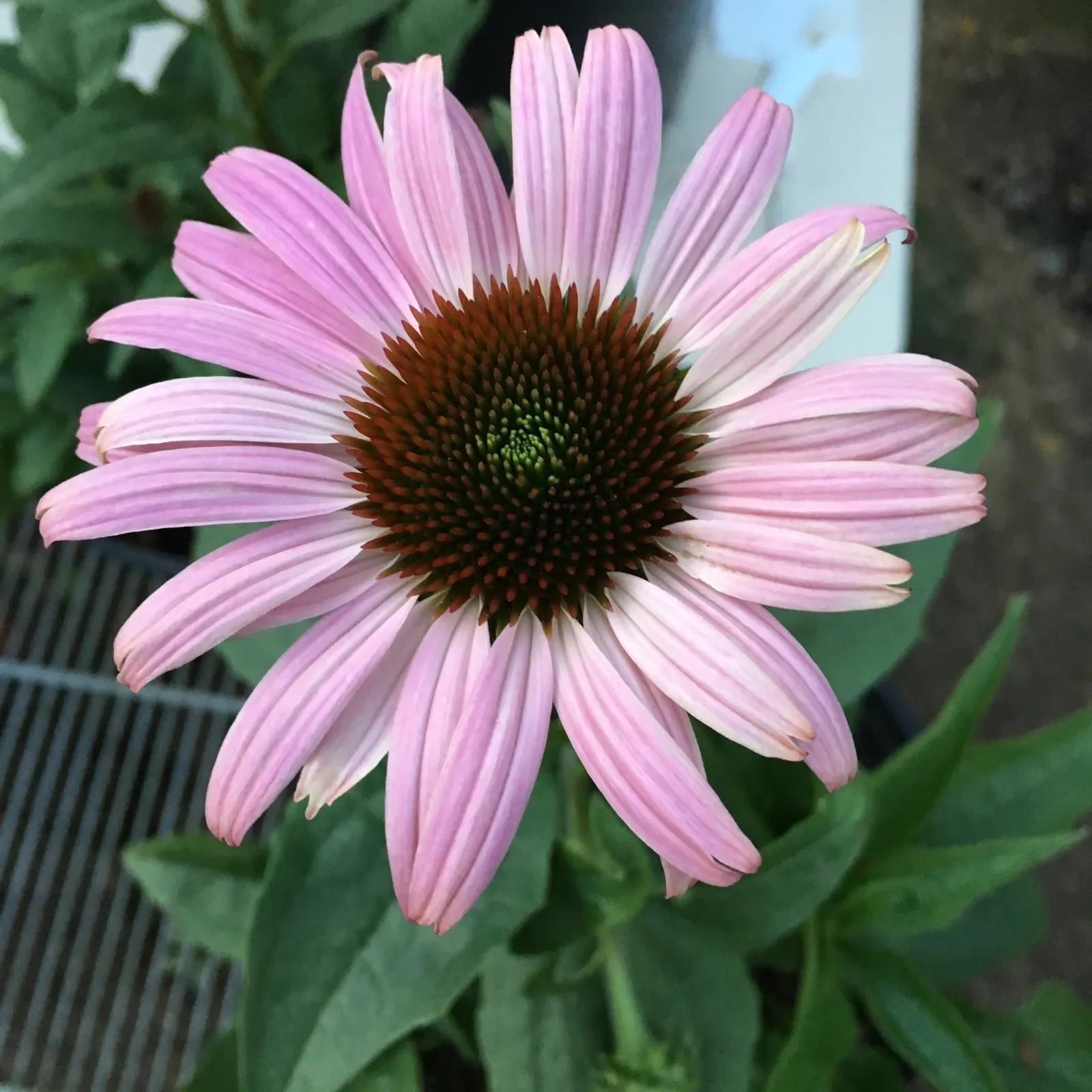 Prairie Splendor Coneflower (Echinacea Purpurea 'Prairie Splendor') — the persistent seed heads can attract songbirds like goldfinches