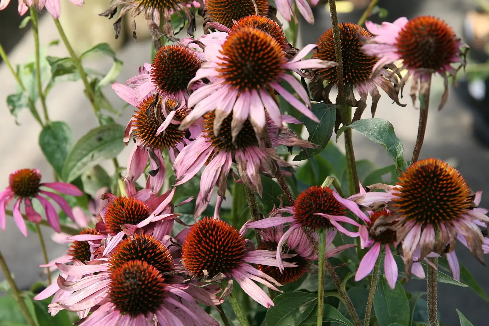 Prairie Splendor Coneflower (Echinacea Purpurea 'Prairie Splendor') — commonly referred to as the Prairie Splendor Coneflower