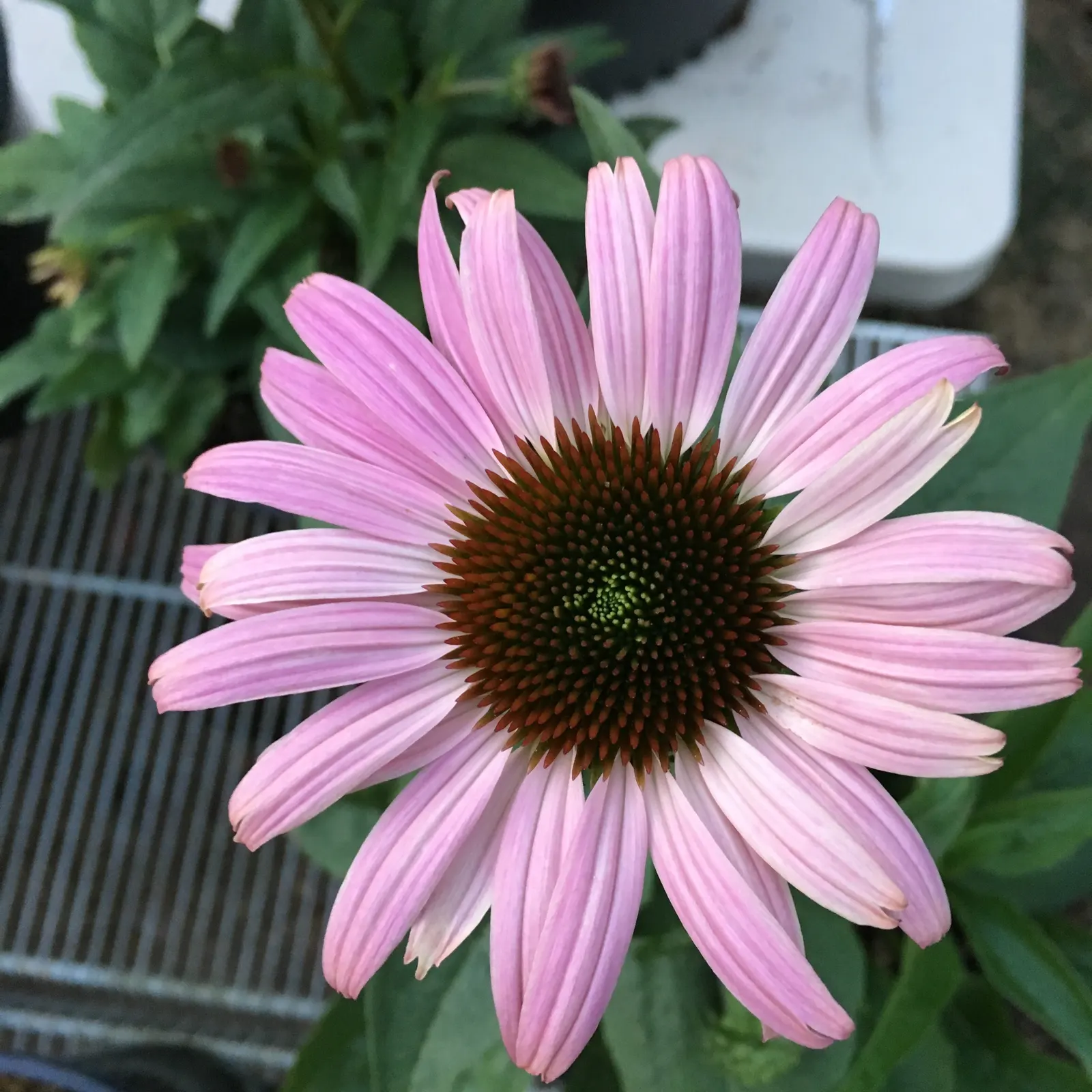 Prairie Splendor Coneflower (Echinacea Purpurea 'Prairie Splendor') — This particular coneflower reaches a mature height of approximately 24 to 30 inches