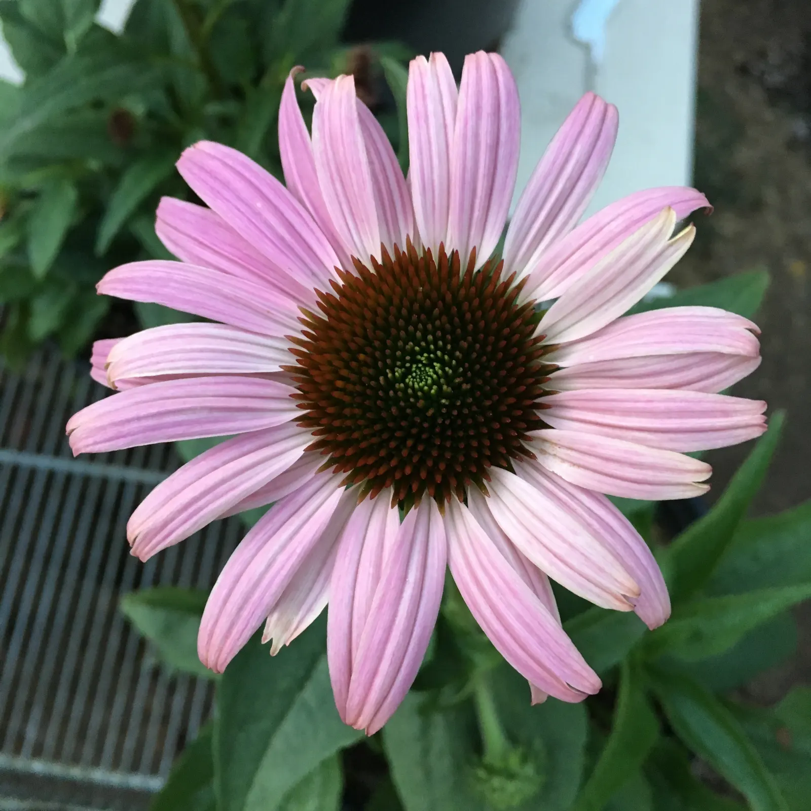 Prairie Splendor Coneflower (Echinacea Purpurea 'Prairie Splendor') — is a captivating perennial that boasts a robust growth habit and an extended flowering