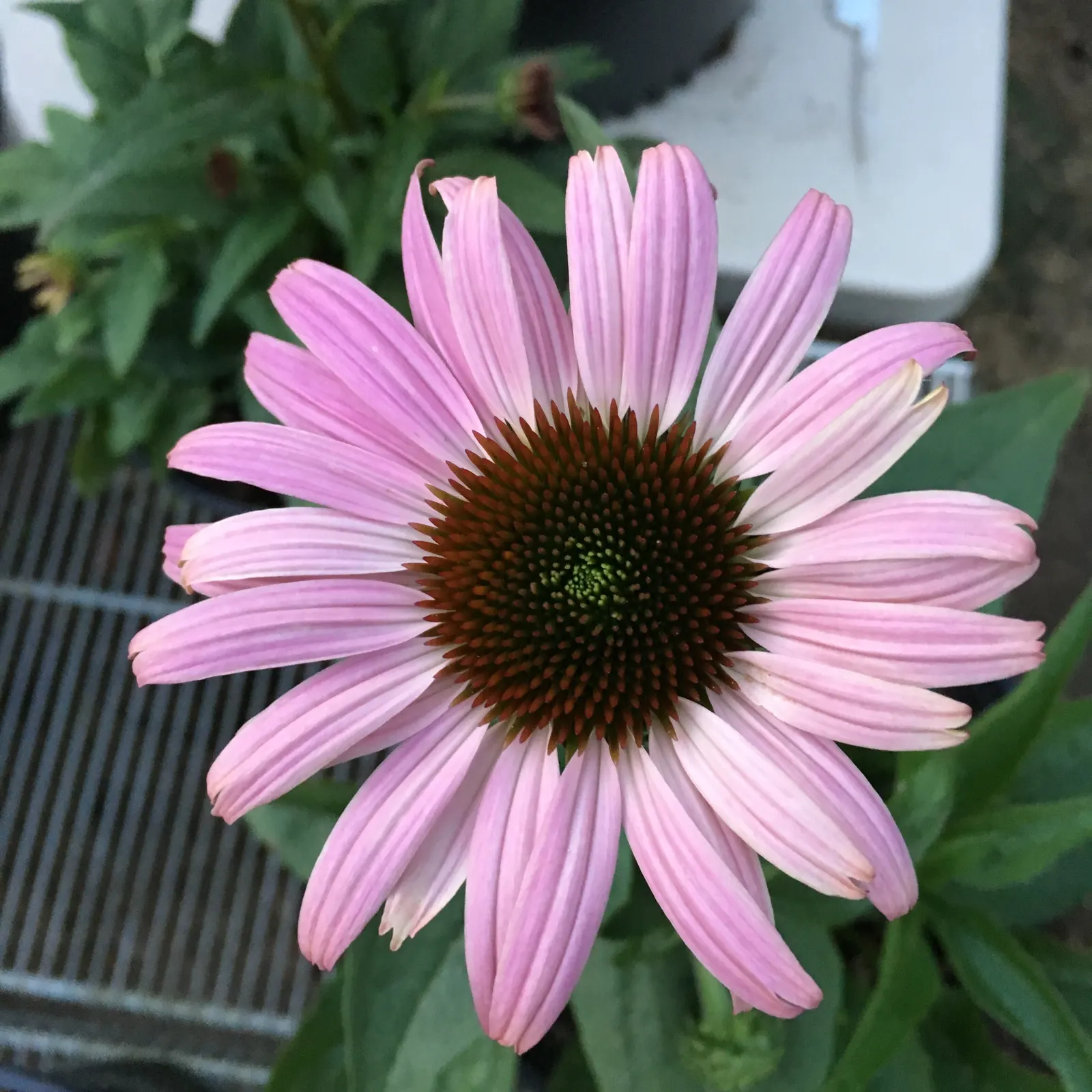 Prairie Splendor Coneflower (Echinacea Purpurea 'Prairie Splendor') — spanning roughly 3 to 4 inches in diameter
