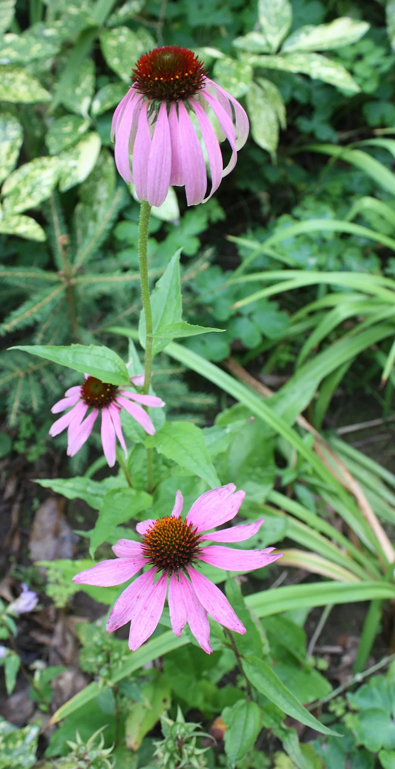 Prairie Splendor Coneflower (Echinacea Purpurea 'Prairie Splendor') — Ideal for borders, wildflower gardens, or as a vibrant accent