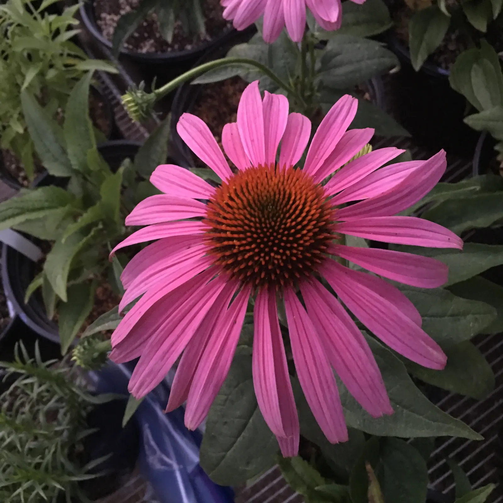 Prairie Splendor Coneflower (Echinacea Purpurea 'Prairie Splendor') — with a spread of about 18 to 24 inches