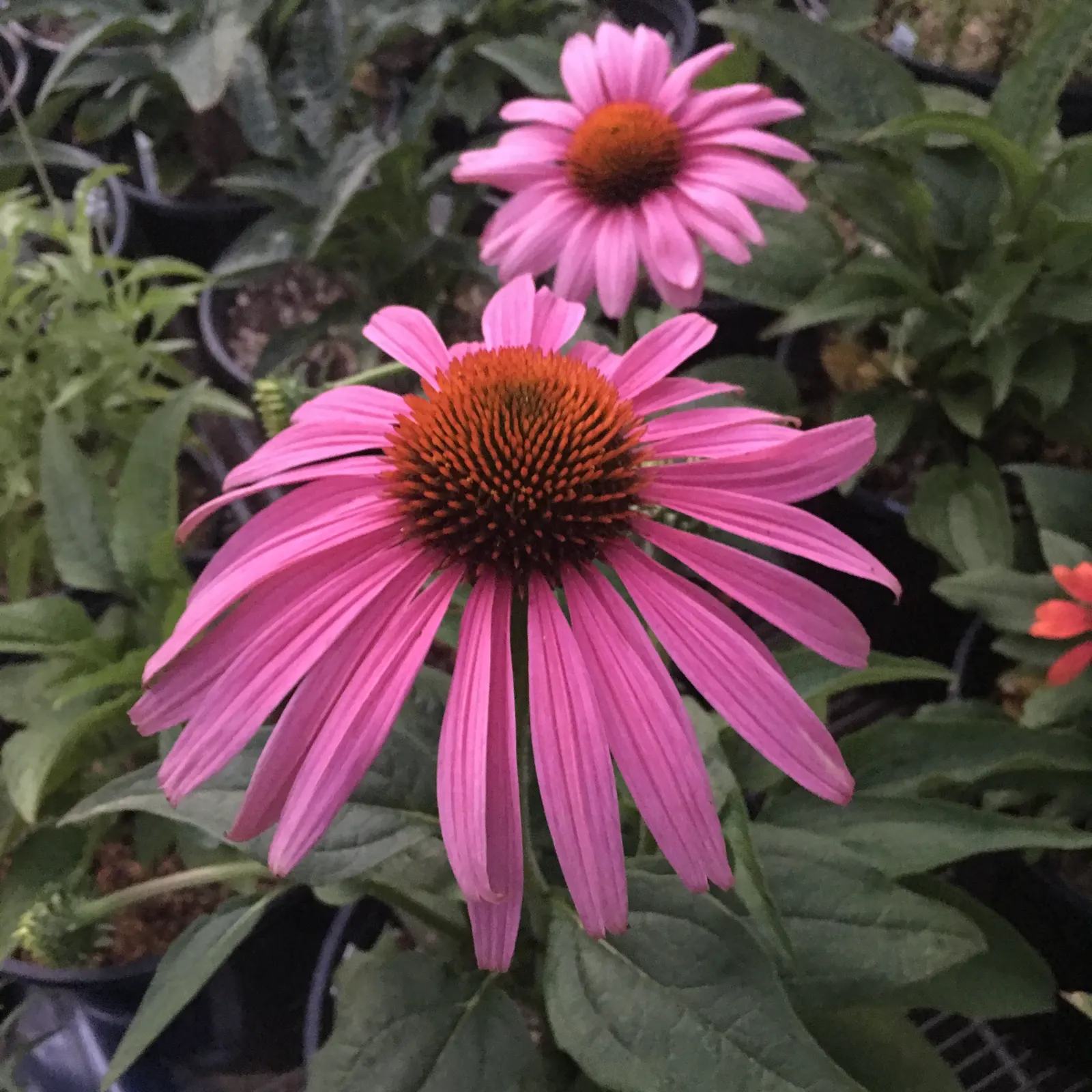 Prairie Splendor Coneflower (Echinacea Purpurea 'Prairie Splendor') — The 'Prairie Splendor' is noted for its tolerance of drought