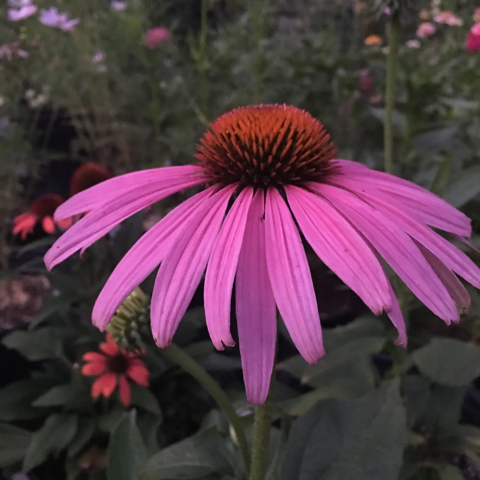 Prairie Splendor Coneflower (Echinacea Purpurea 'Prairie Splendor') — It stands about 2-3 feet tall and spreads up to 18 inches wide, perfect for adding