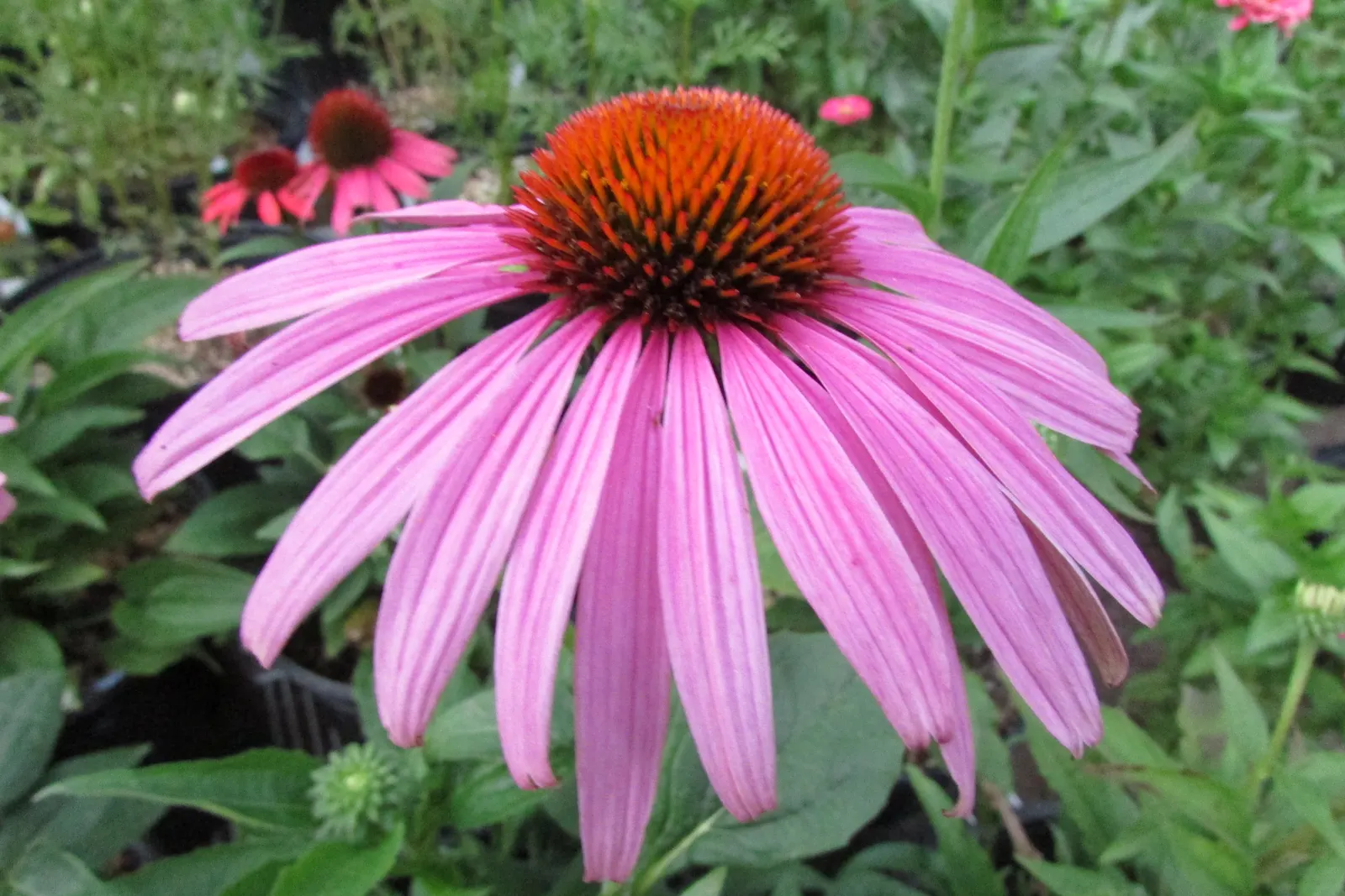 Prairie Splendor Coneflower (Echinacea Purpurea 'Prairie Splendor') — showy flowers that feature vibrant rose-pink petals arranged around a prominent central