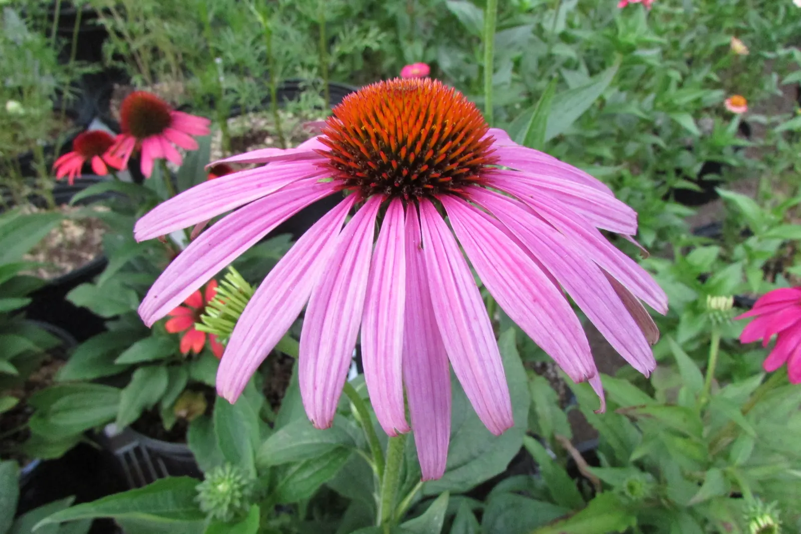 Prairie Splendor Coneflower (Echinacea Purpurea 'Prairie Splendor') — This coneflower thrives in full sun and well-drained soil