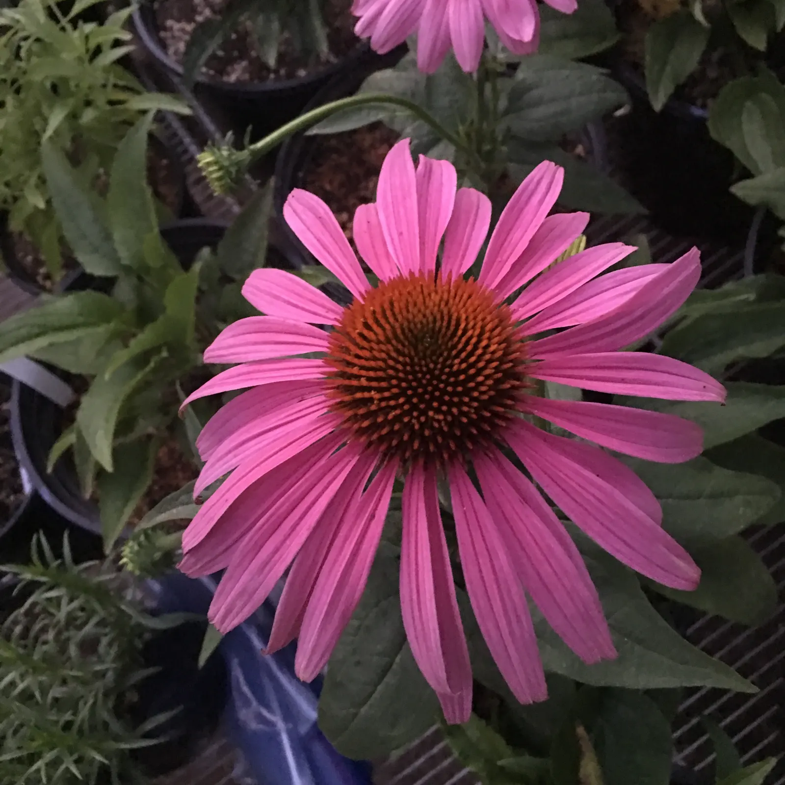Prairie Splendor Coneflower (Echinacea Purpurea 'Prairie Splendor') — though it prefers well-draining soil