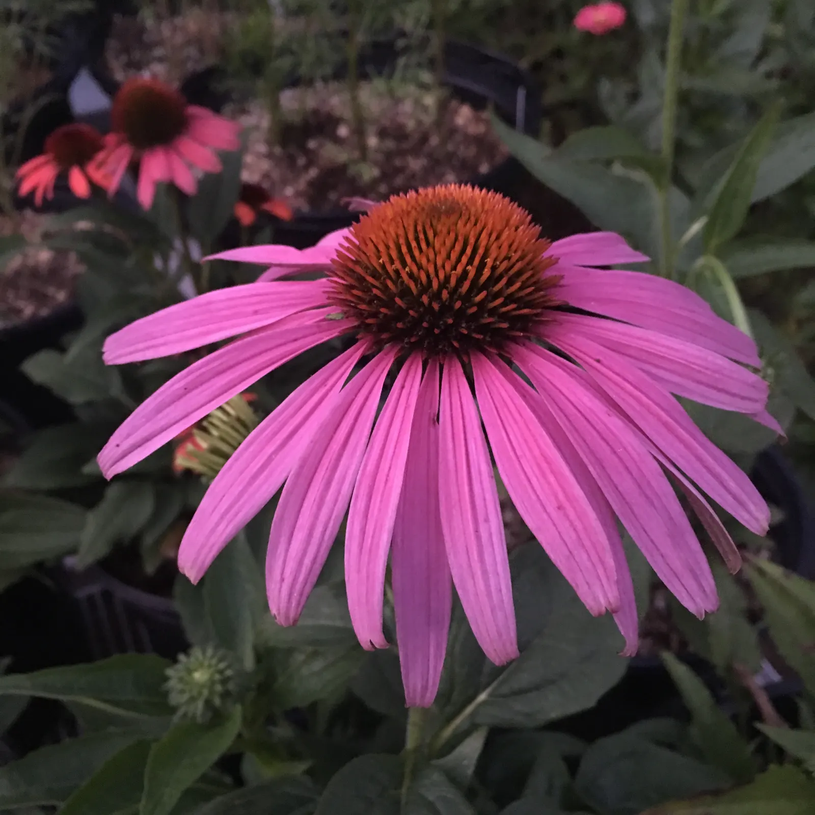 Prairie Splendor Coneflower (Echinacea Purpurea 'Prairie Splendor') — purple flowers in the garden