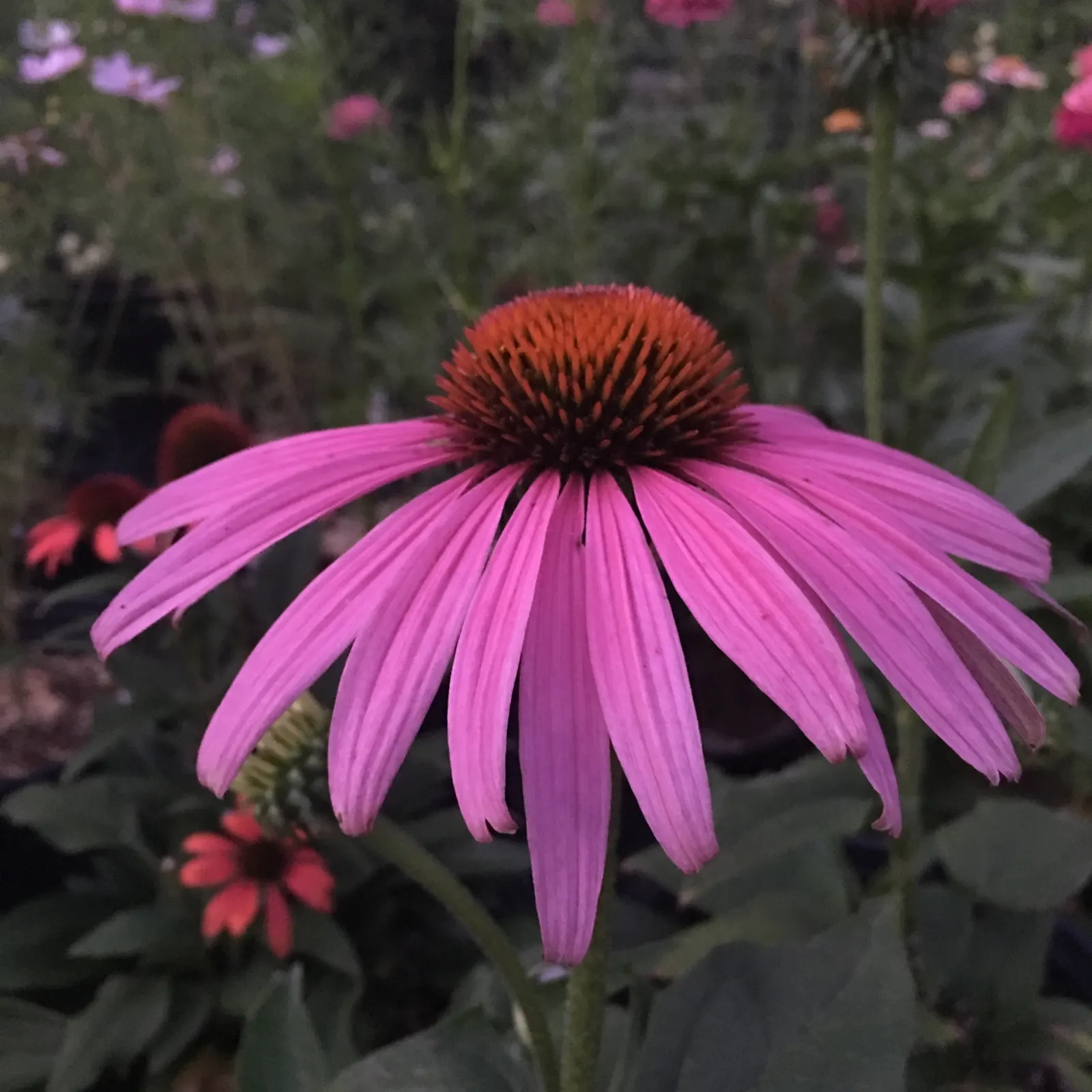Prairie Splendor Coneflower (Echinacea Purpurea 'Prairie Splendor') — but they also attract pollinators such as butterflies and bees