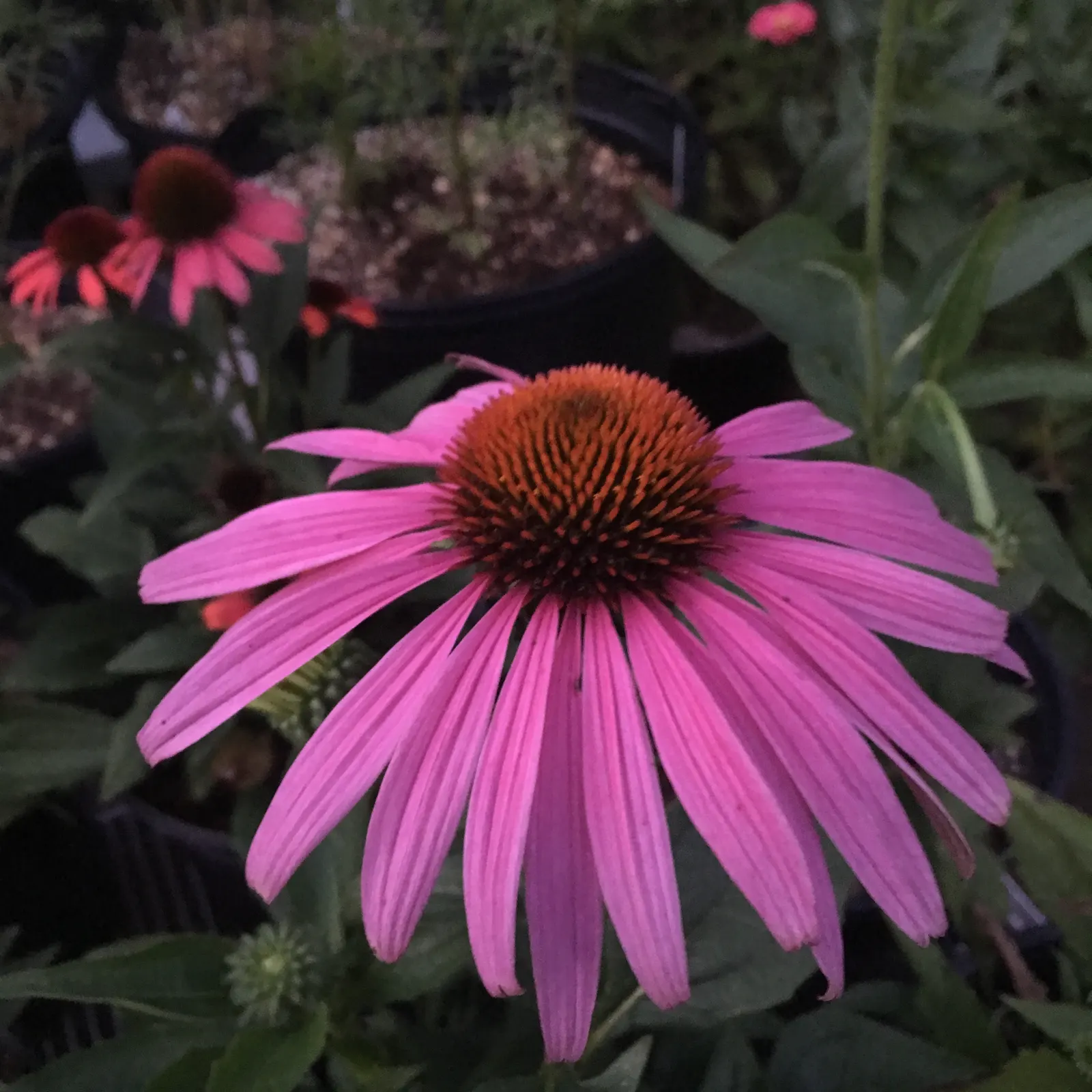Prairie Splendor Coneflower (Echinacea Purpurea 'Prairie Splendor') — enhancing the ecological value of your garden