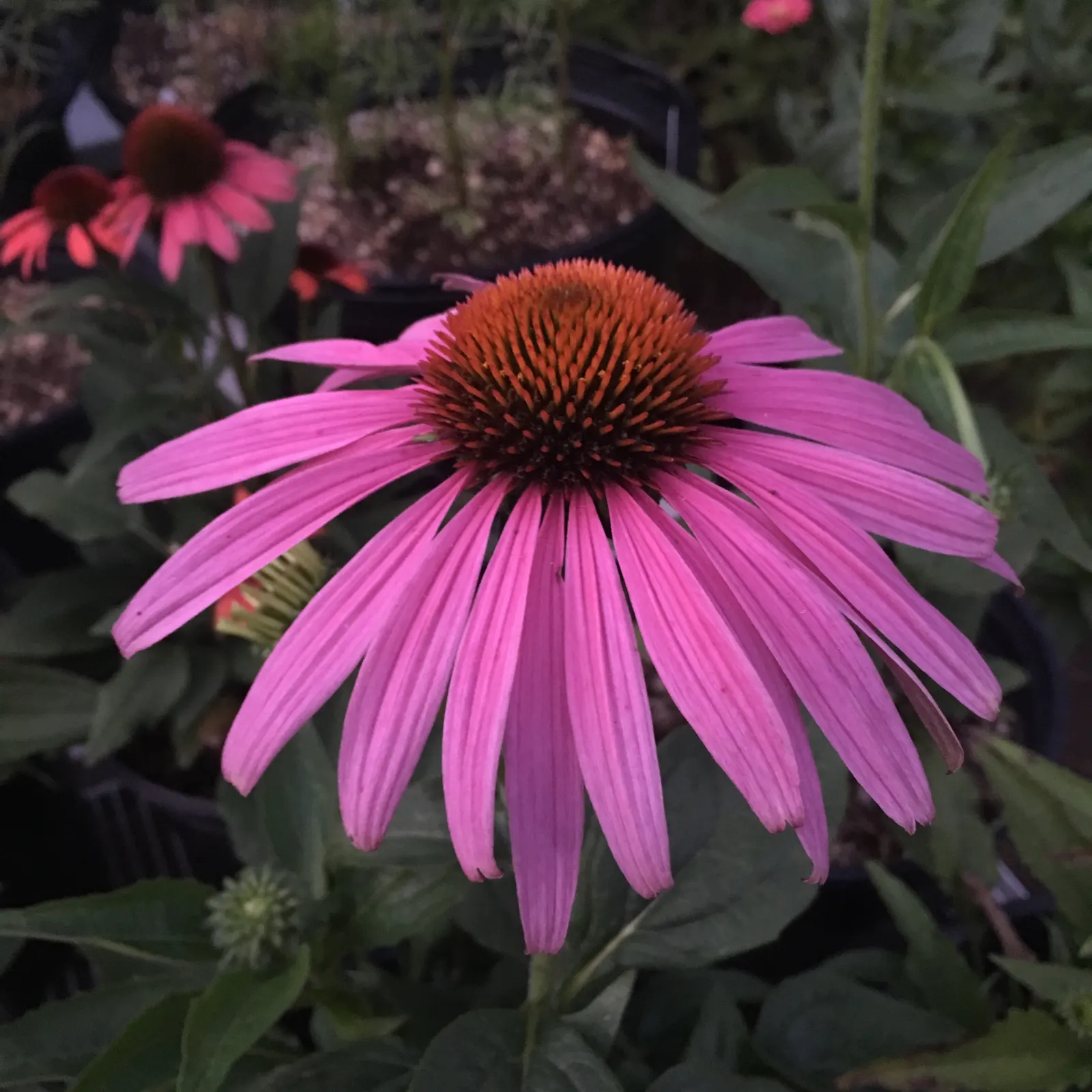 Prairie Splendor Coneflower (Echinacea Purpurea 'Prairie Splendor') — and attracts pollinators while being deer resistant