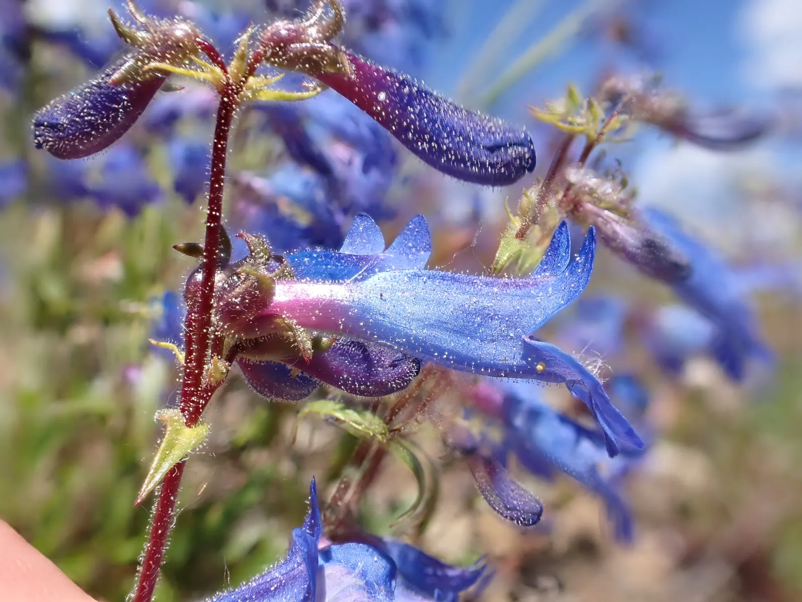 Beardtongue (Penstemon Digitalis 'Blackbeard') — adding dynamic wildlife interactions to the landscape.<br><br>Tolerant of a range of soil types